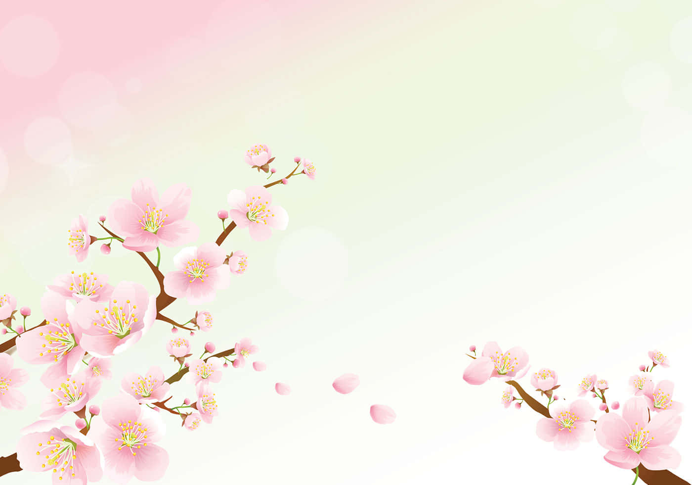 Kirsebærblomst Baggrund Wallpapers