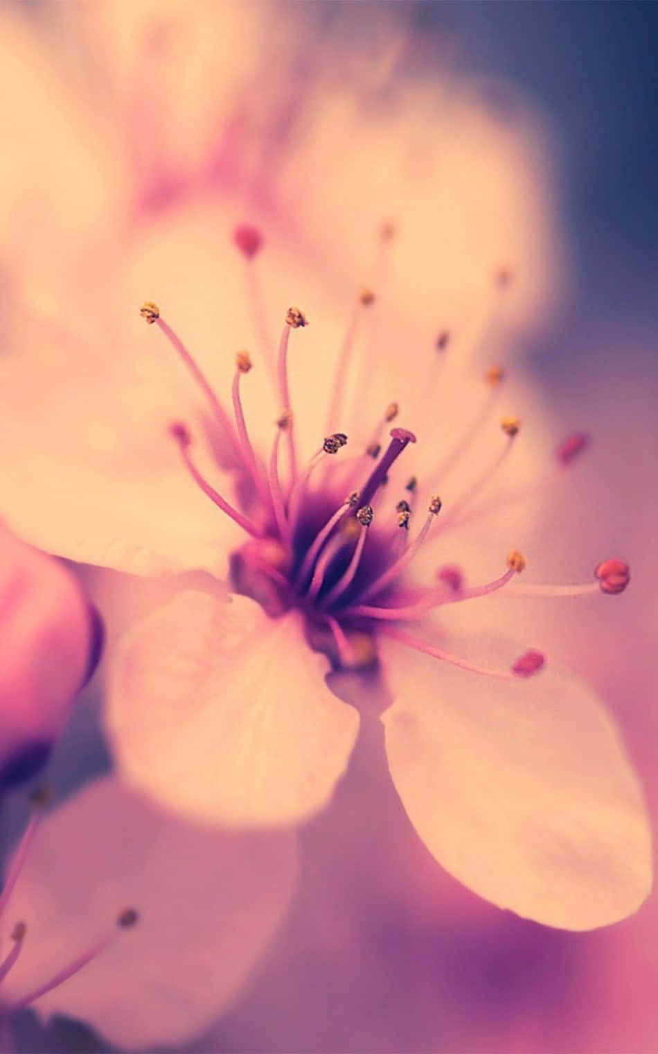 Kirsebærblomst Baggrund Wallpapers