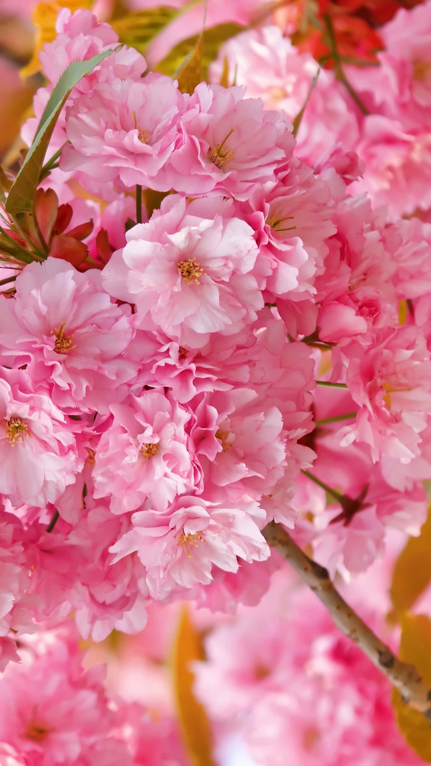 Kirsebærblomst baggrund Wallpapers