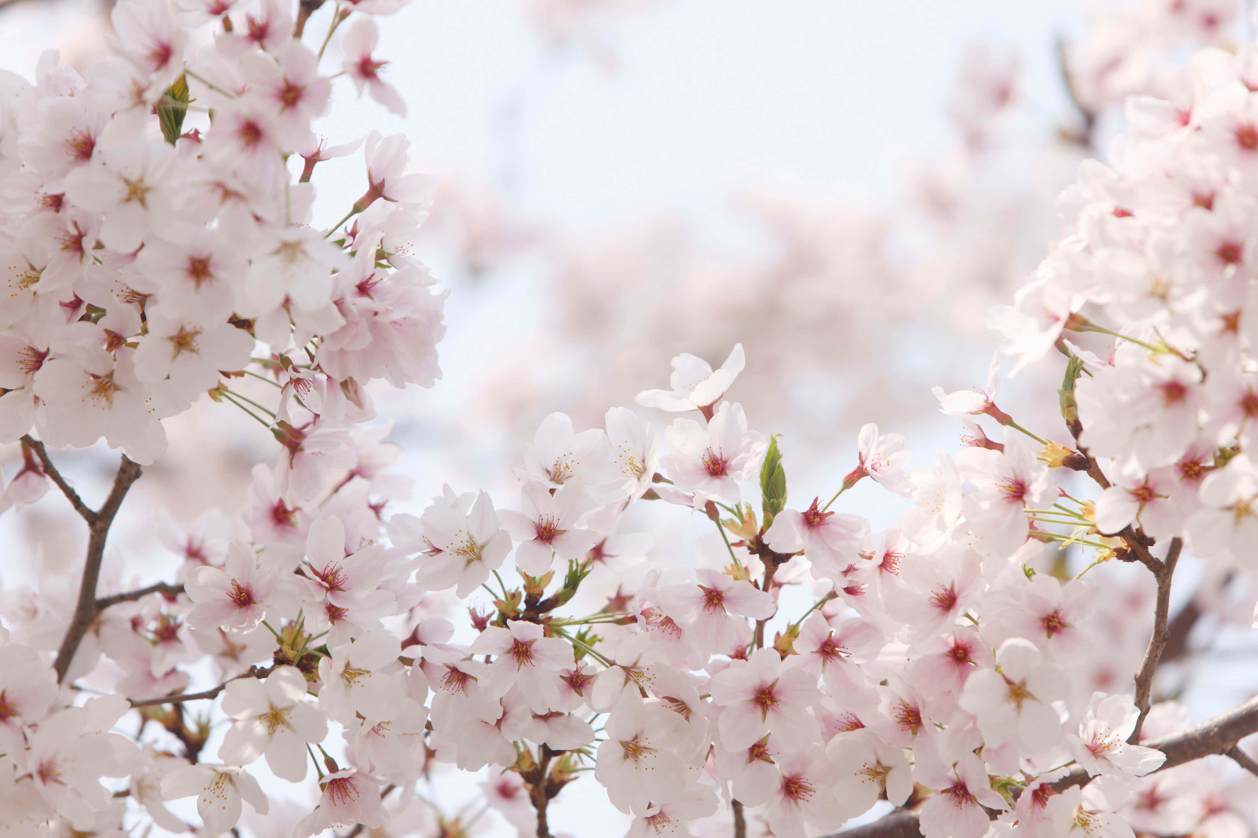 Kirsebærblomst Baggrund Wallpapers