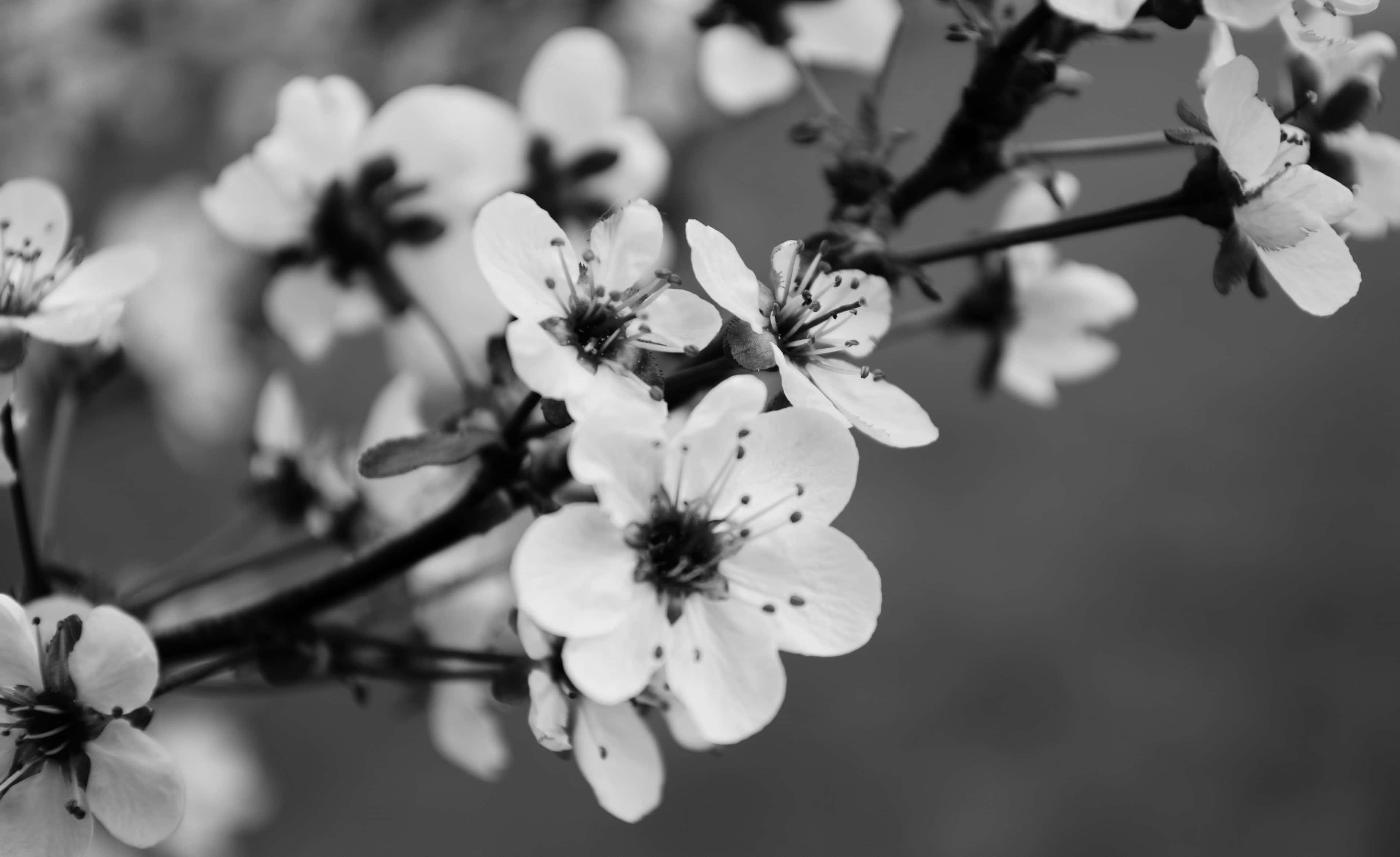Kirsebærblomst Monokrom Wallpapers