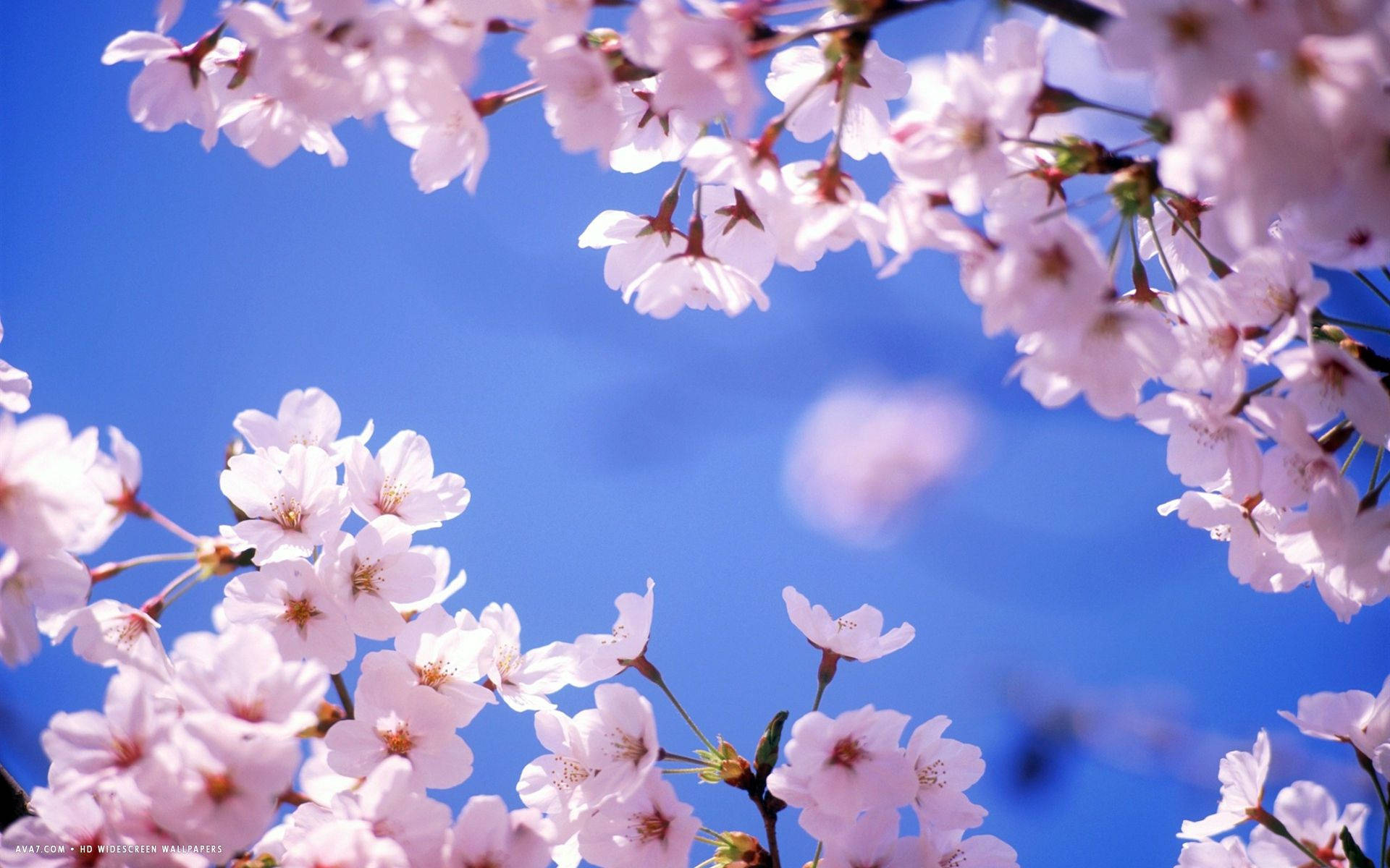 Kirsebærblomst og himmel Wallpapers