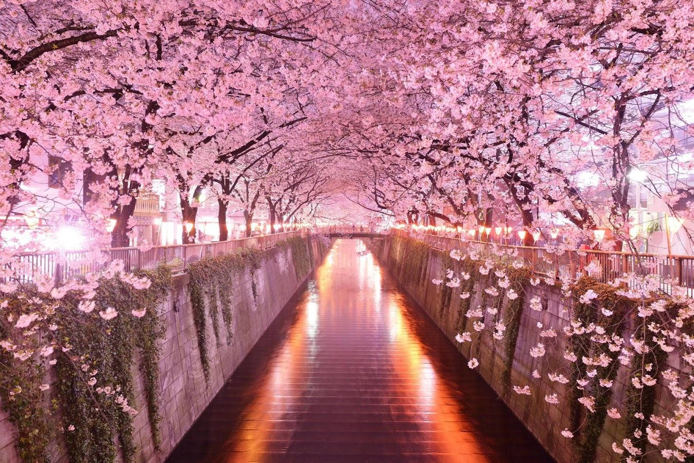 Kirsebærblomst Og Meguro-floden Wallpapers