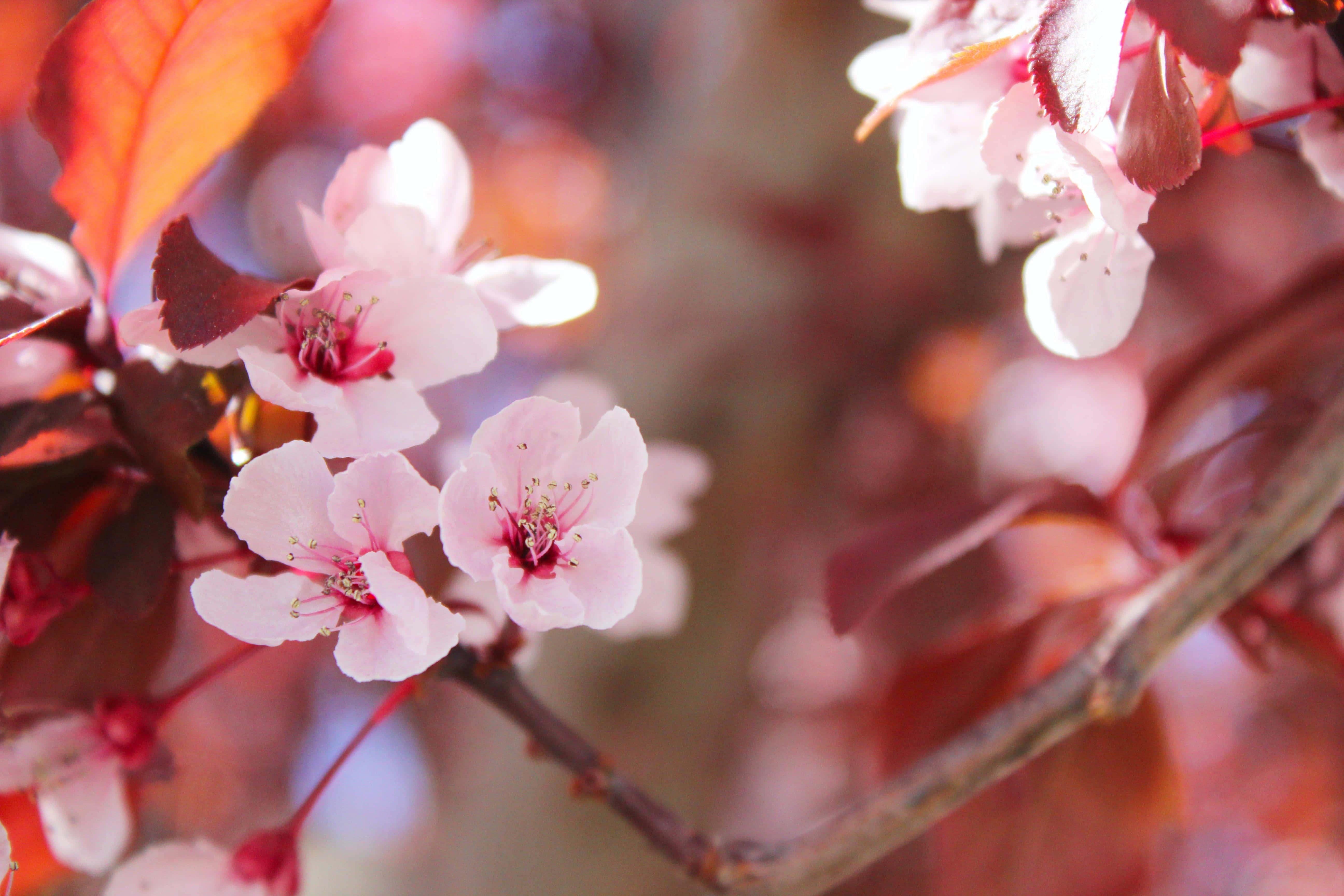 Kirsebærblomst på tynd gren Wallpapers