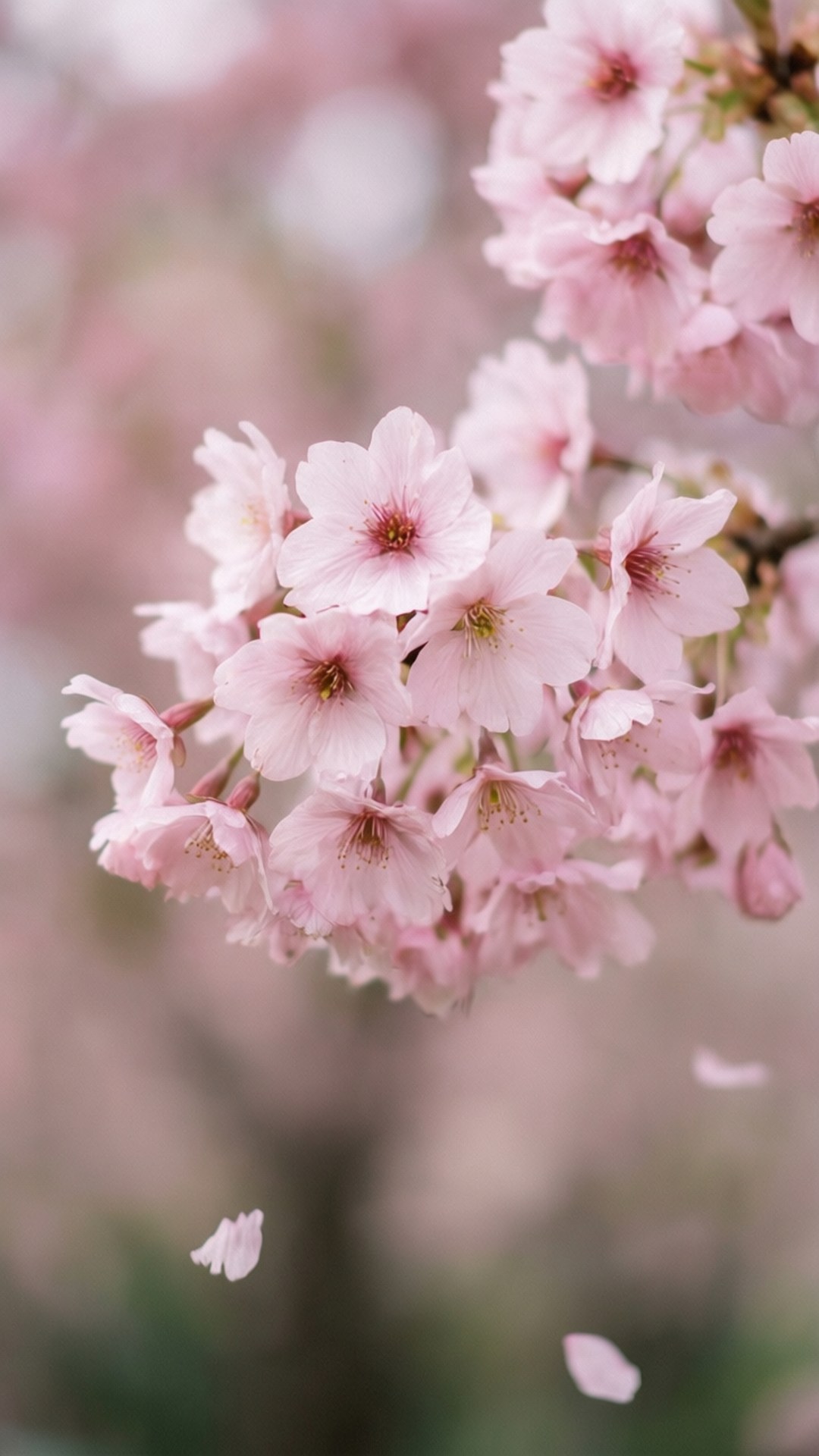 Kirsebærblomst Pink Wallpapers