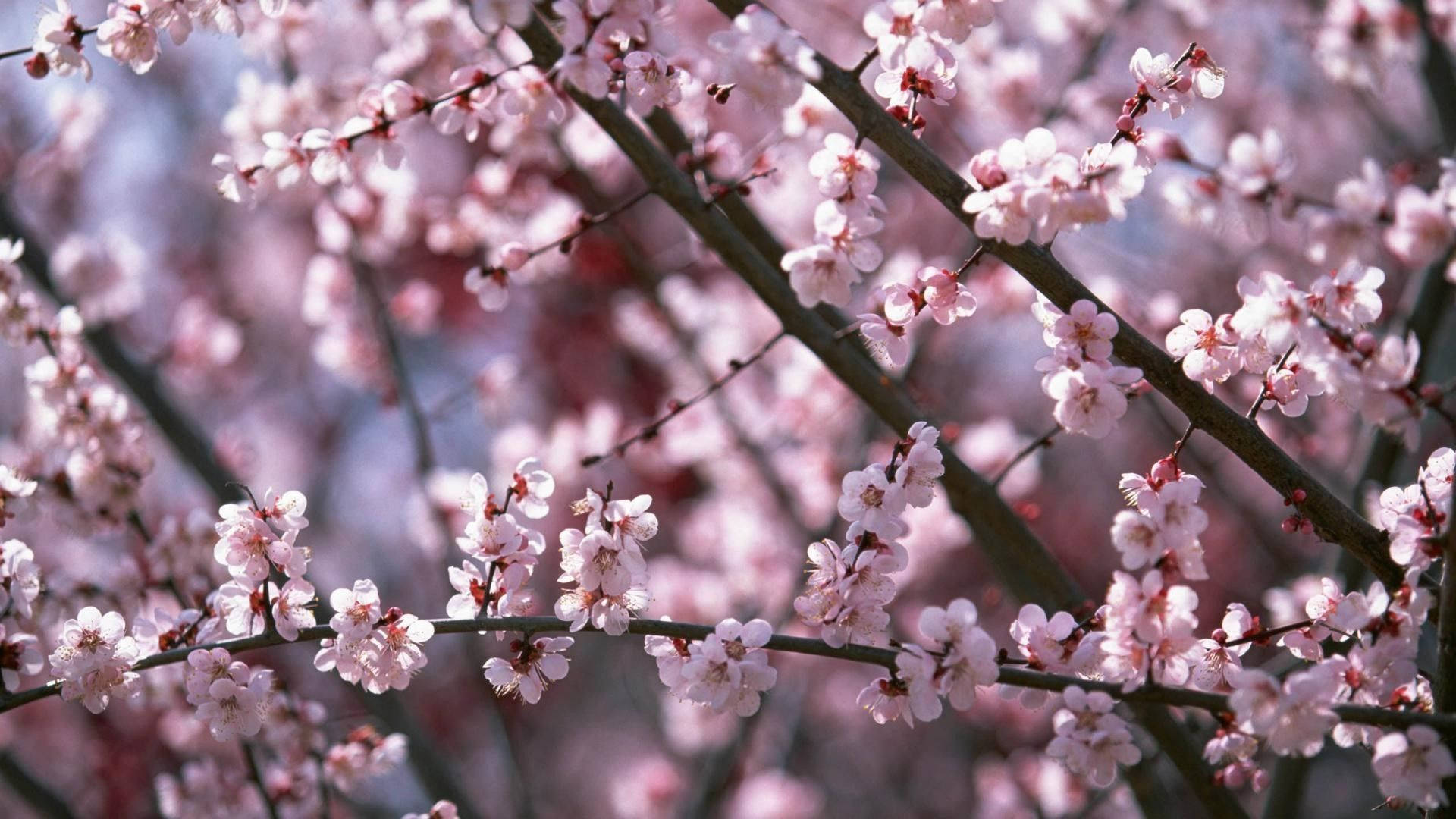 Kirsebærblomster om foråret Wallpapers