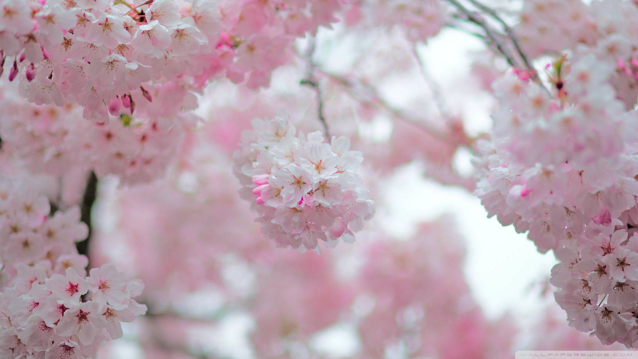 Kirsebærblomsterknopper Wallpapers
