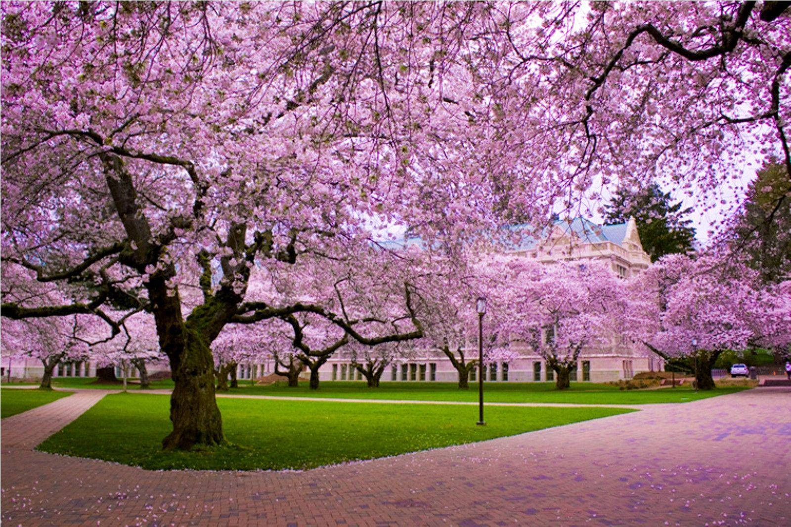 Kirsebærblomstsæson Wallpapers