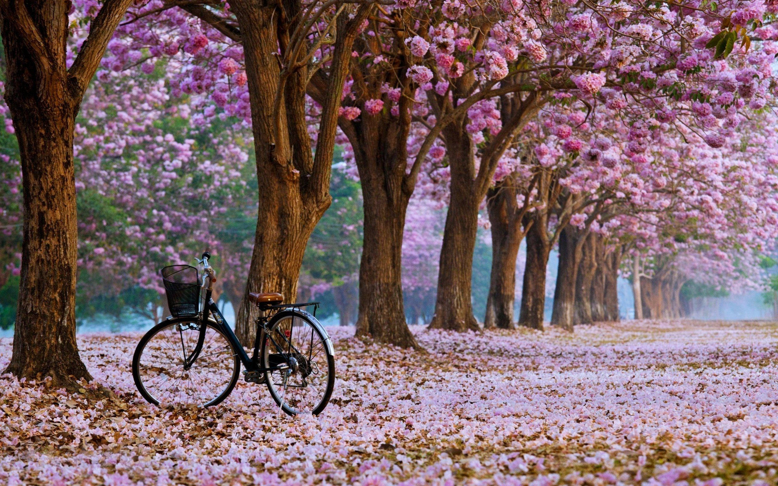 Kirsebærblomsttræer Wallpapers