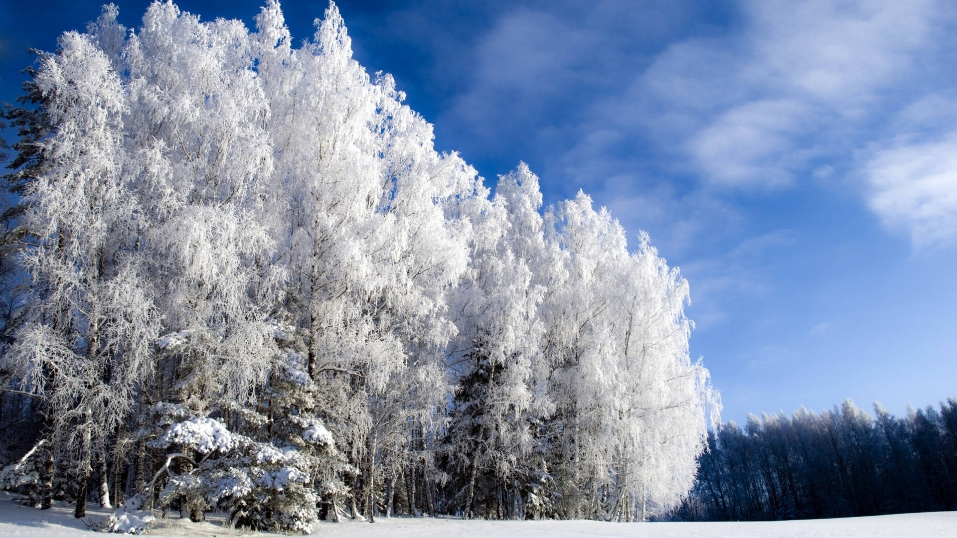 Klar himmel over vinterskov Wallpapers