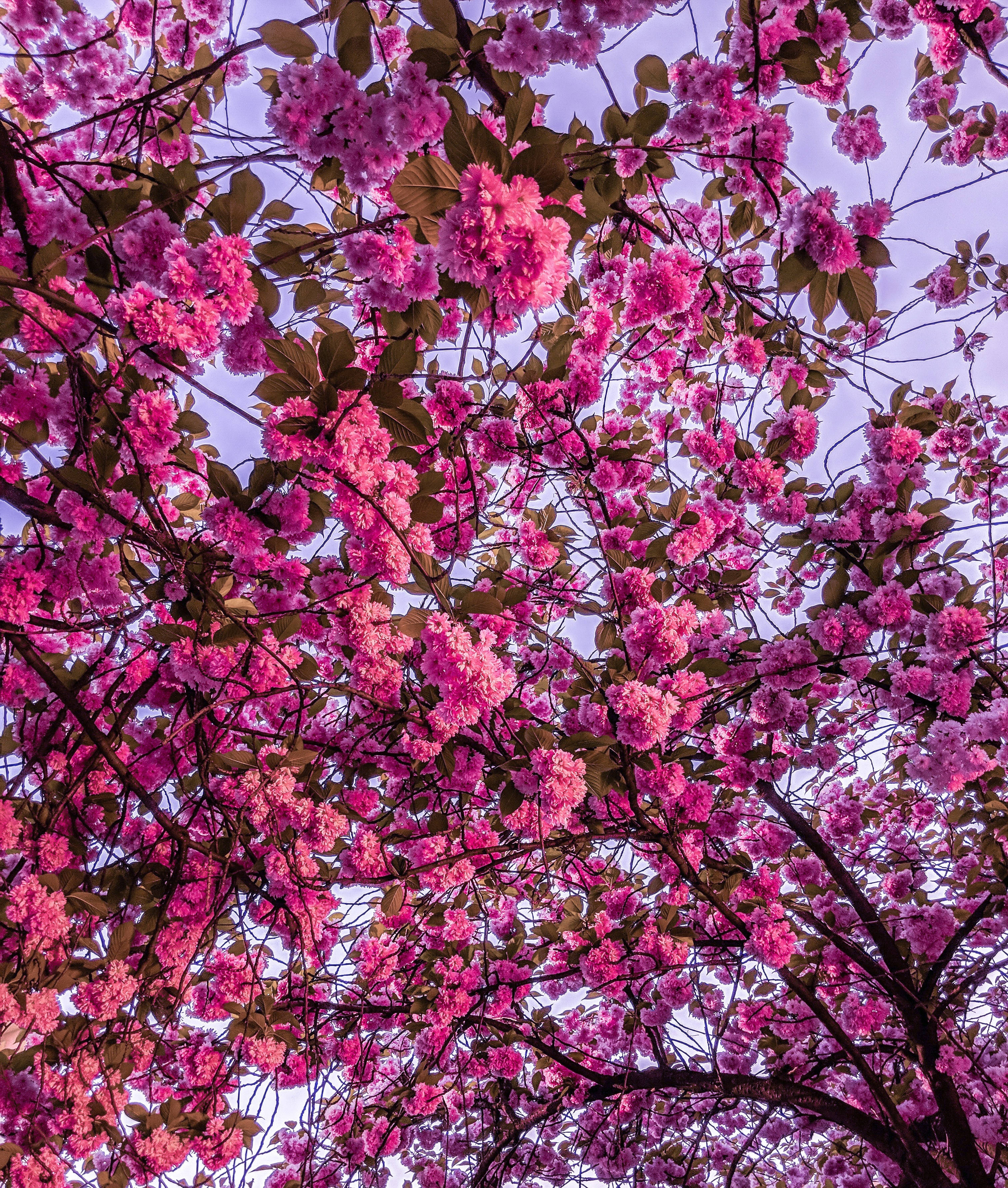 Klare lyserøde kirsebærblomster Wallpapers