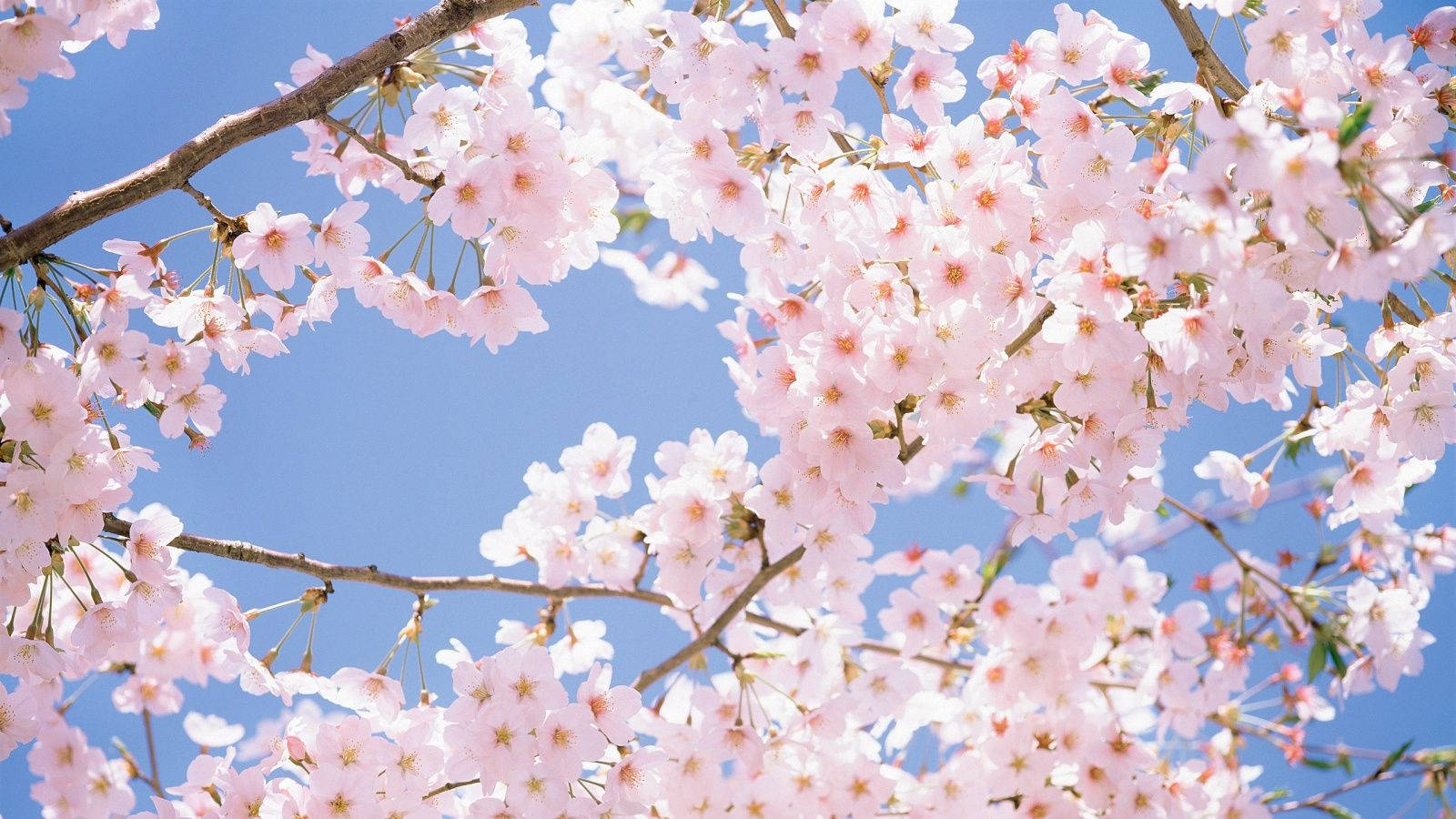Klaser af Kirsebærblomster Wallpapers