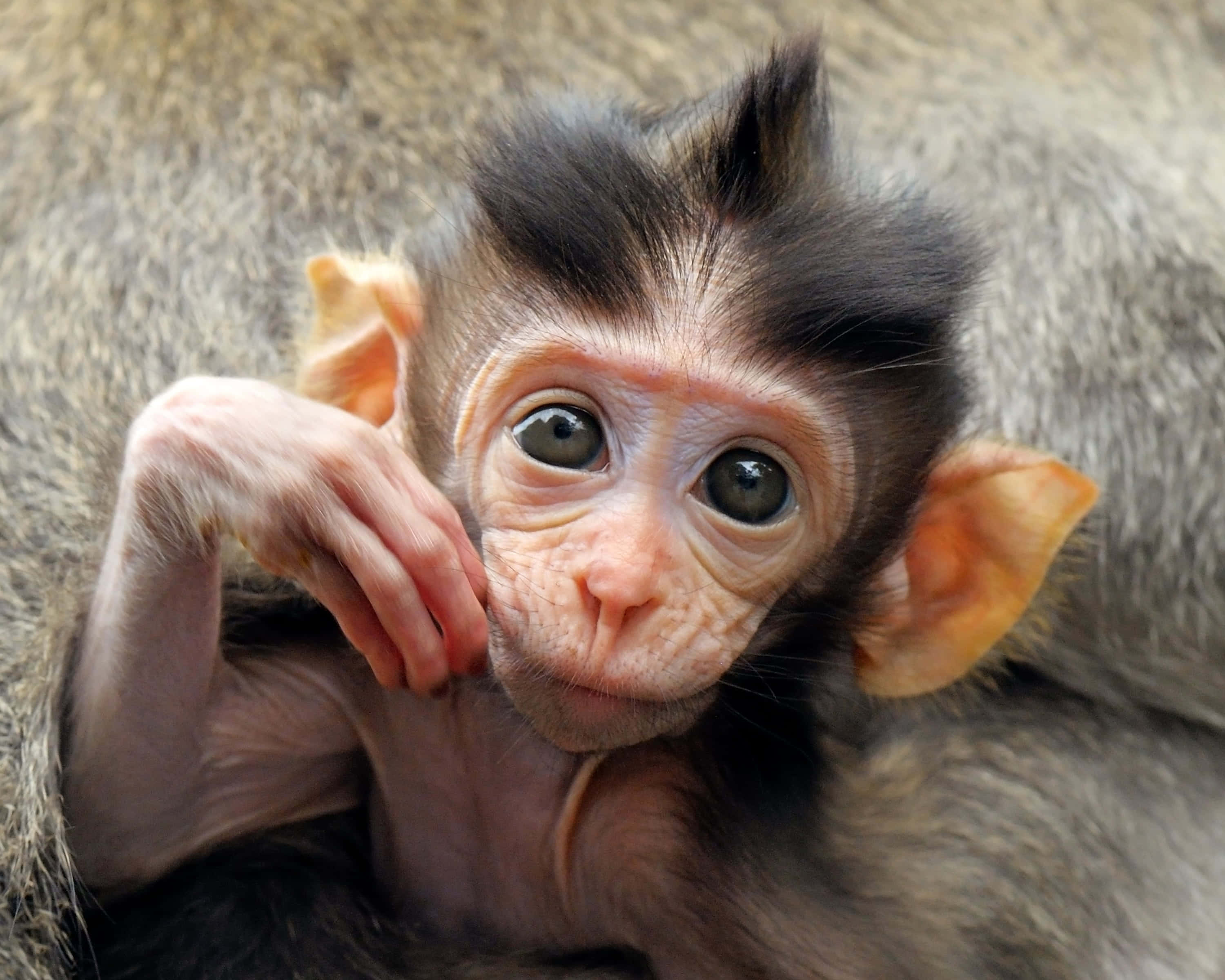 Kæletid: Yndig babymonkey hviler Wallpapers