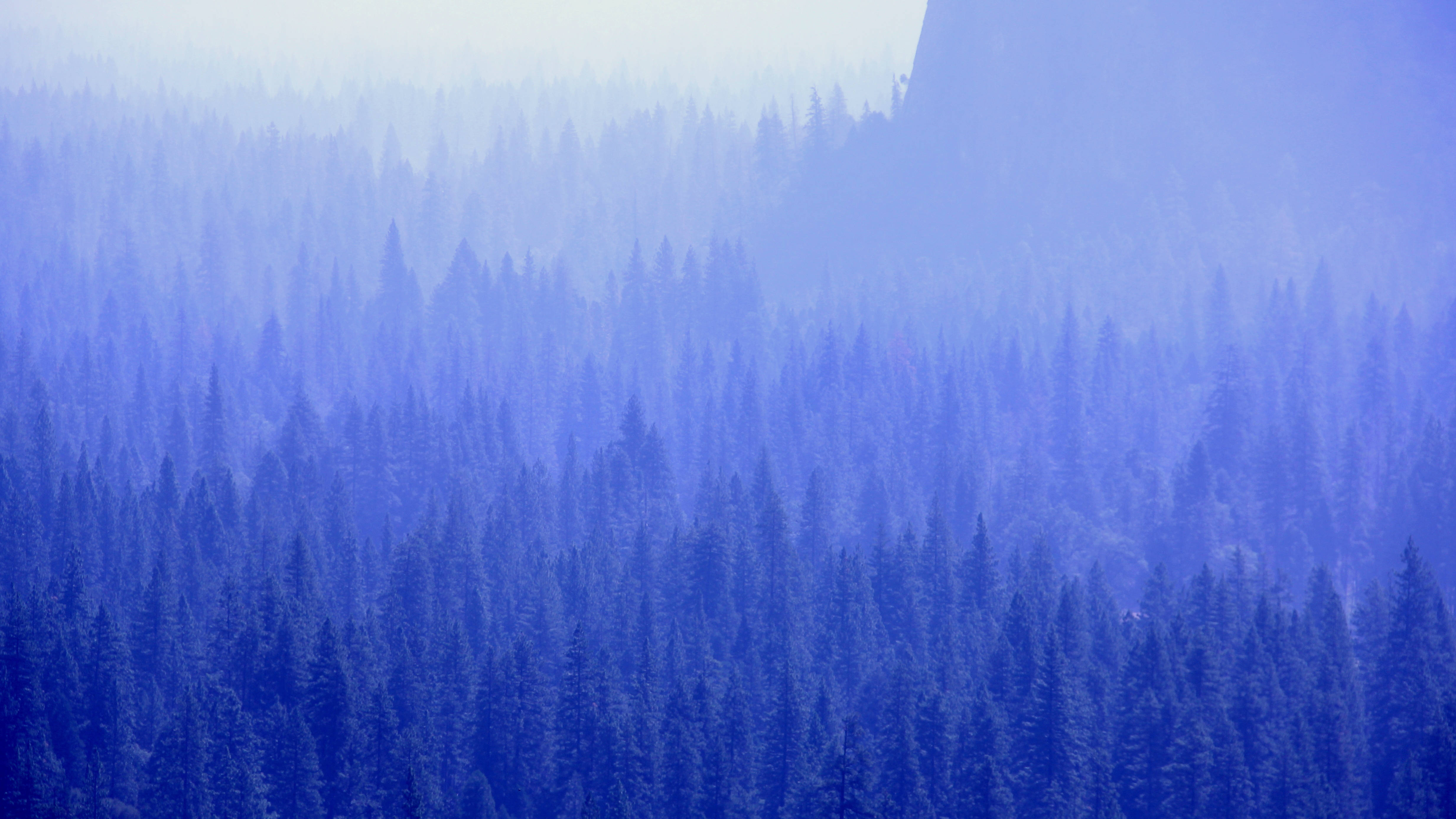 Kølig blå skovtåge Wallpapers