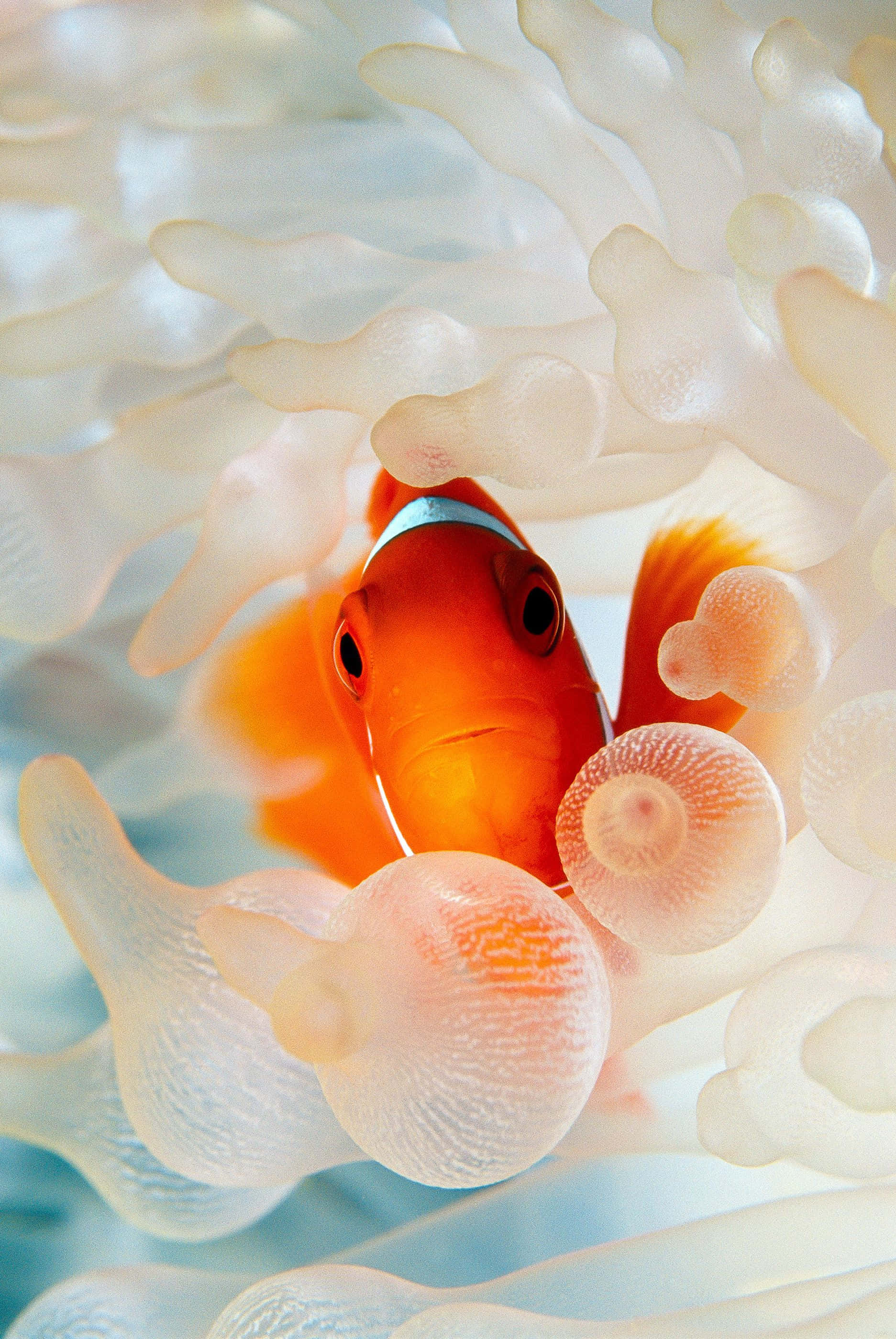 Klovnfisk iPhone vandmand Wallpapers