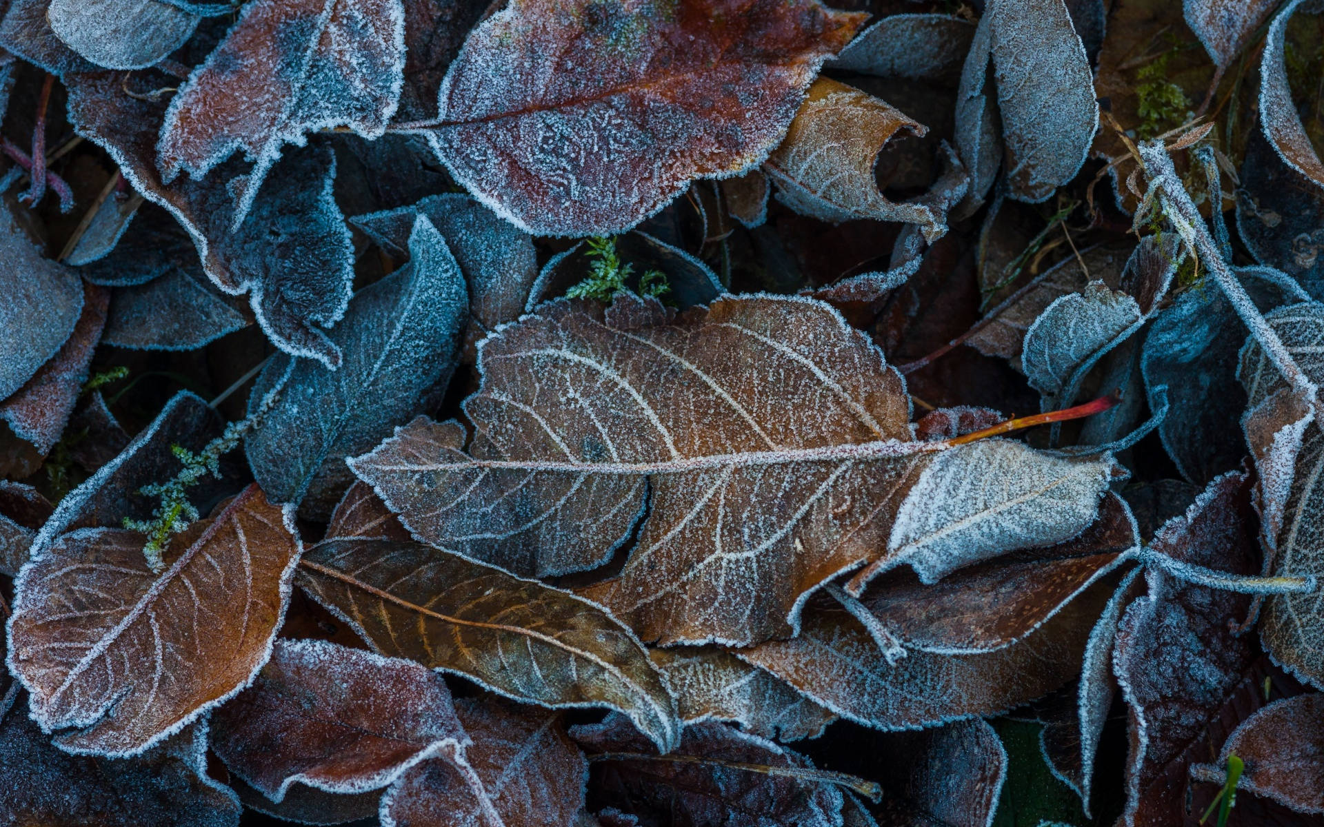 Knasende Vinter Æstetiske Blade Wallpapers