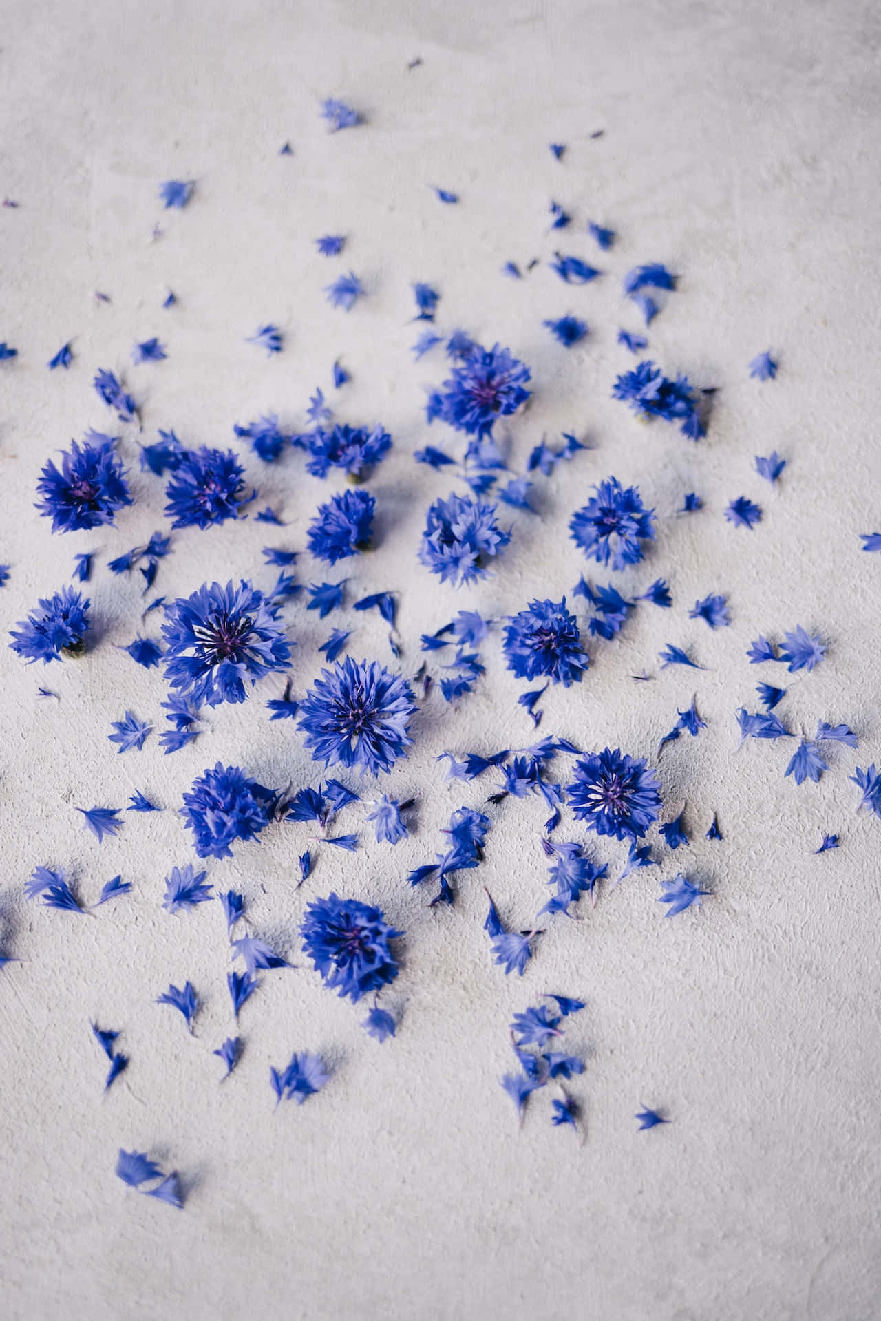 Knuste kronblade af blå blomster telefon Wallpapers