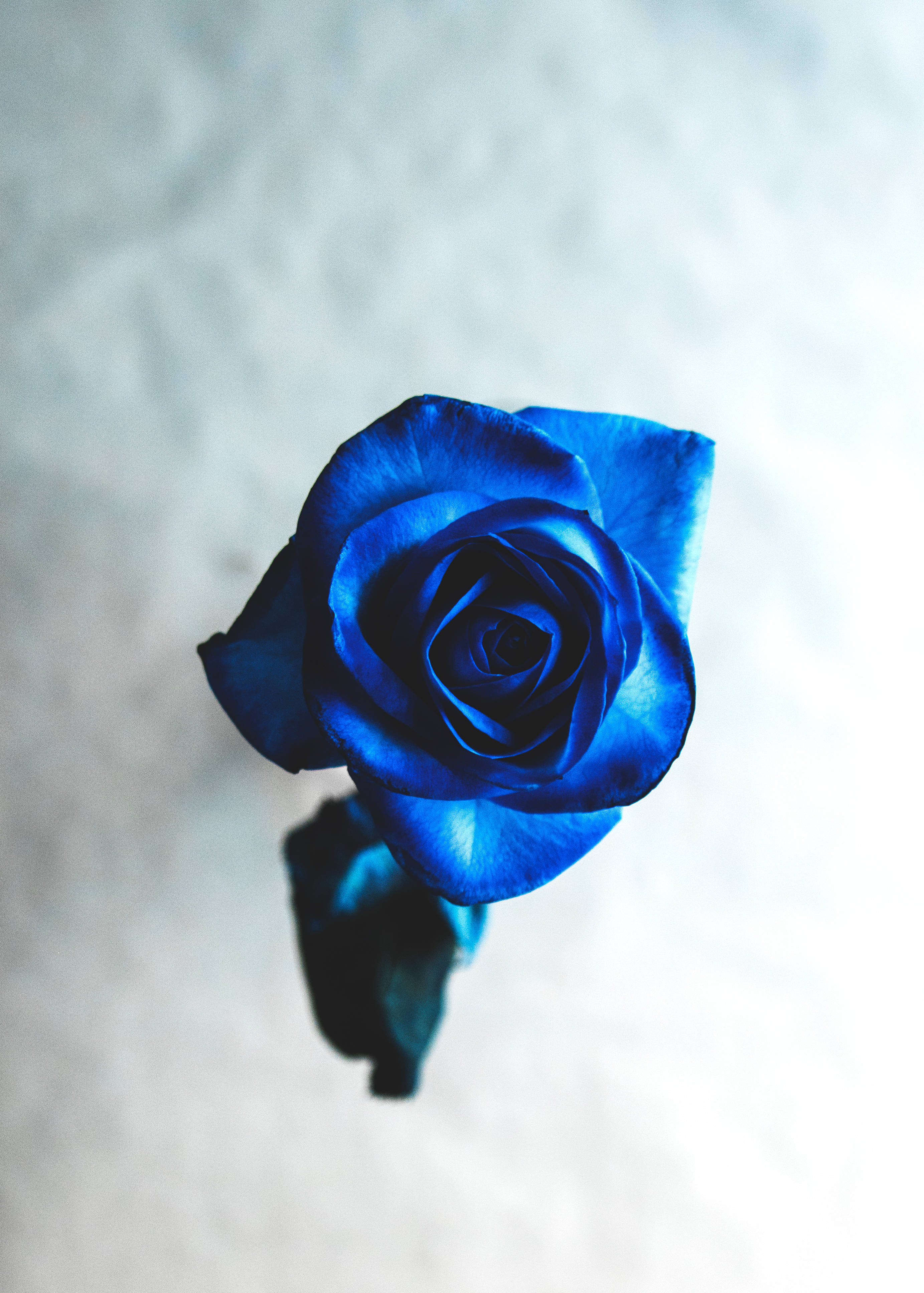 Cool klar blå smuk rose HD Wallpapers