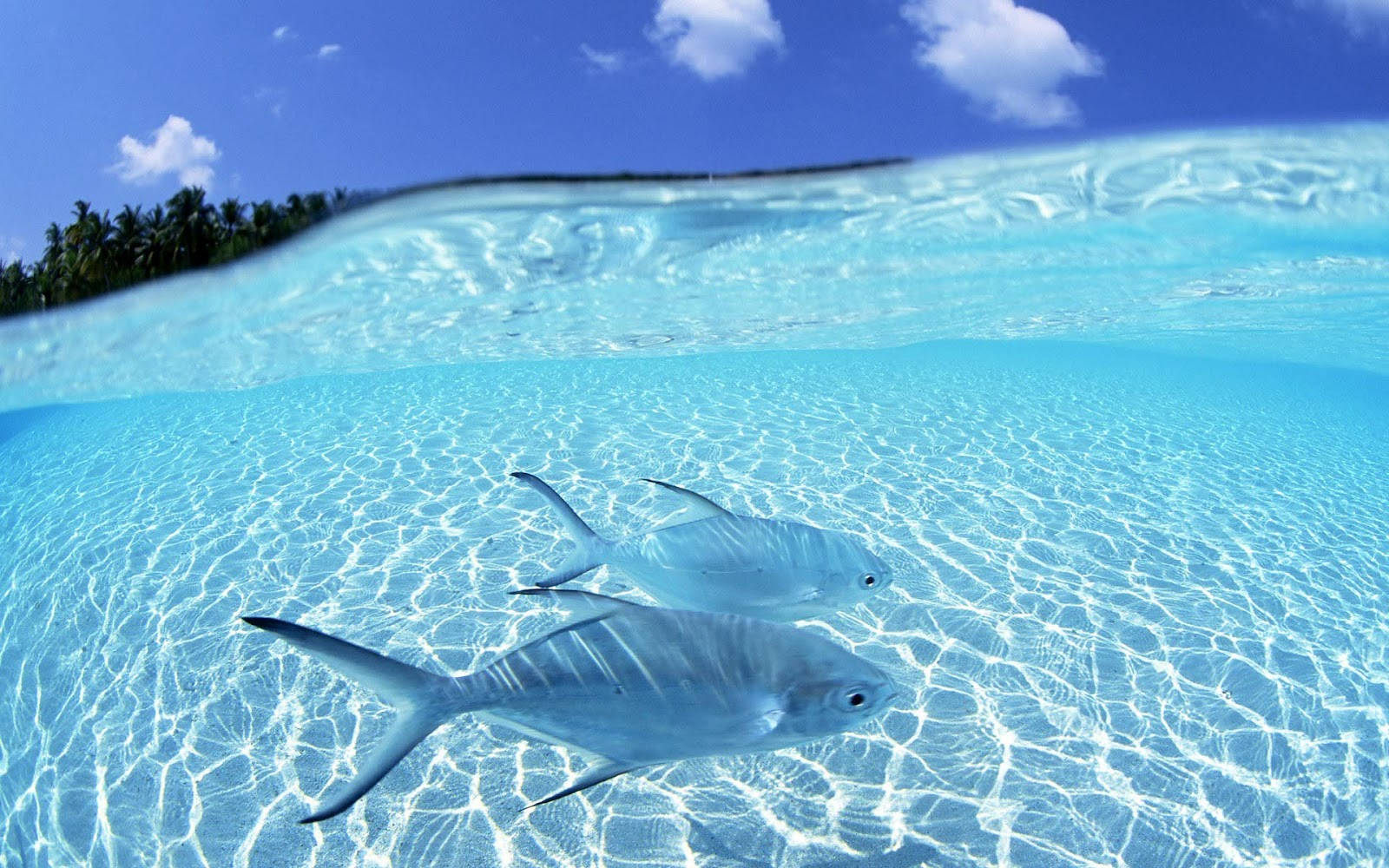 Kølige fisk og klart vand Wallpapers