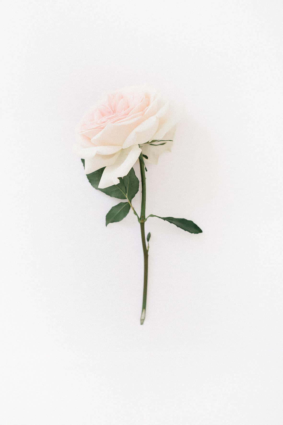 Kør gennem dette blomsterparadis Wallpapers