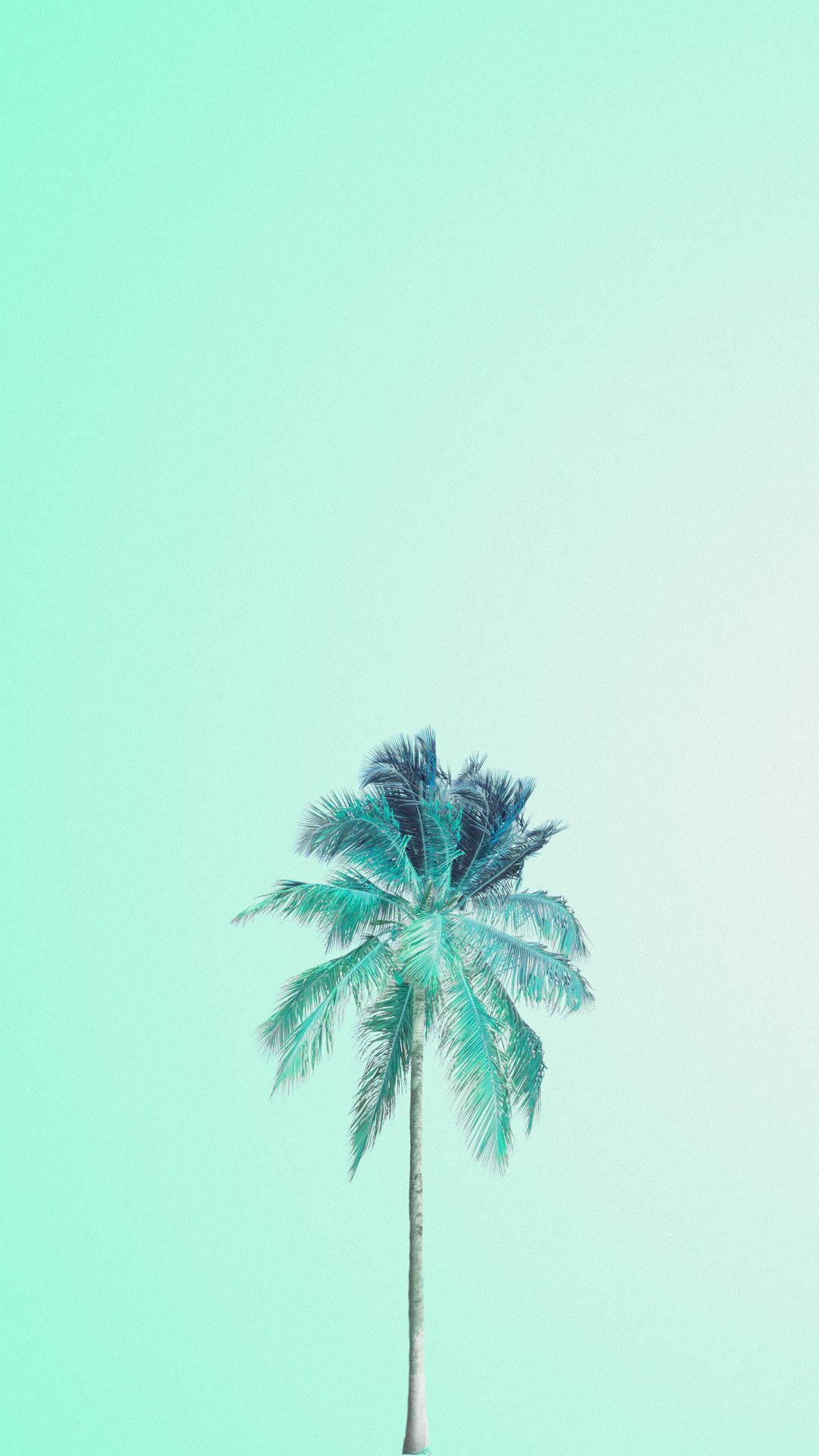 Kokosnød på pastelgrøn baggrund Wallpapers