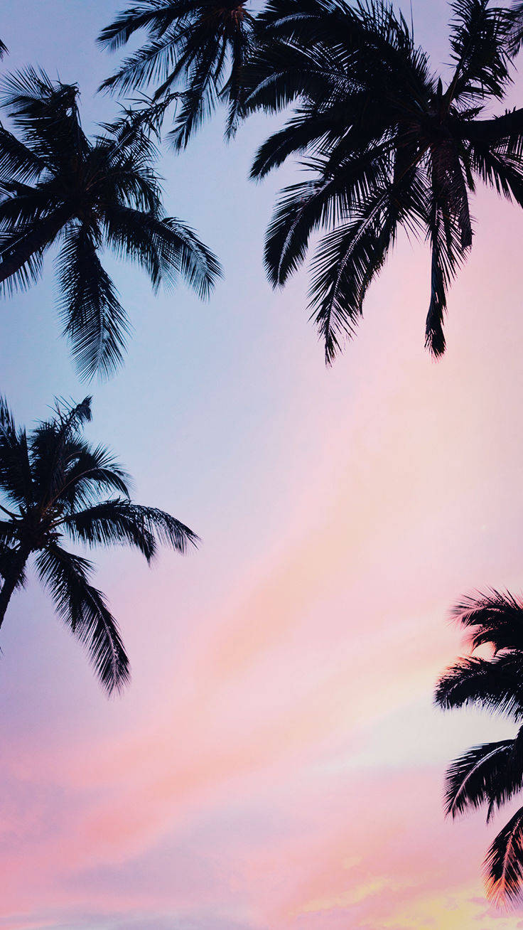 Kokospalmer iPhone Xs Wallpapers