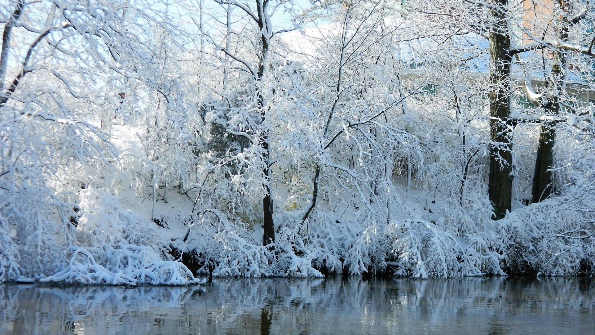 Kold frossen å med træer Wallpapers