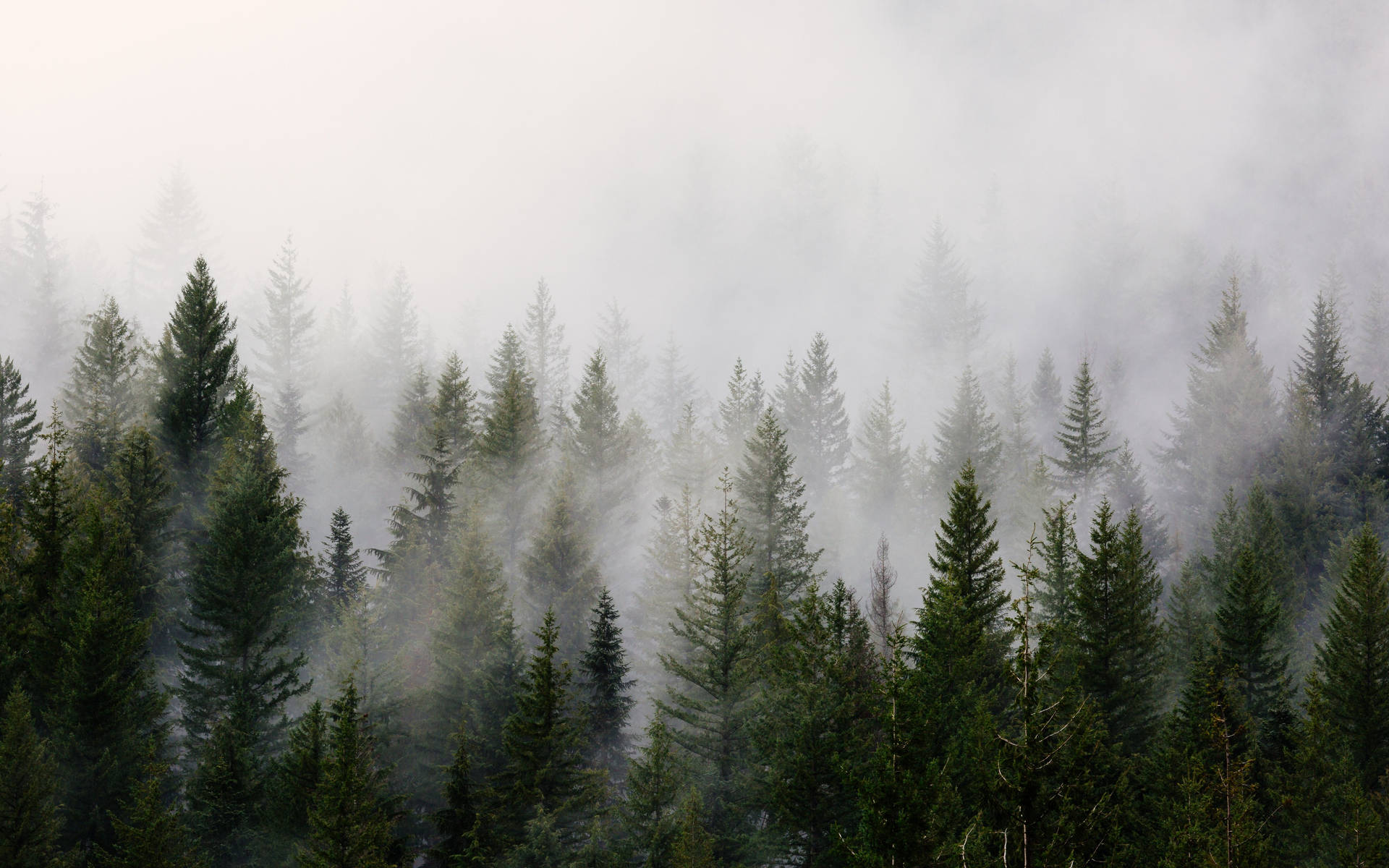 Kold skov baggrund — Natur Wallpapers