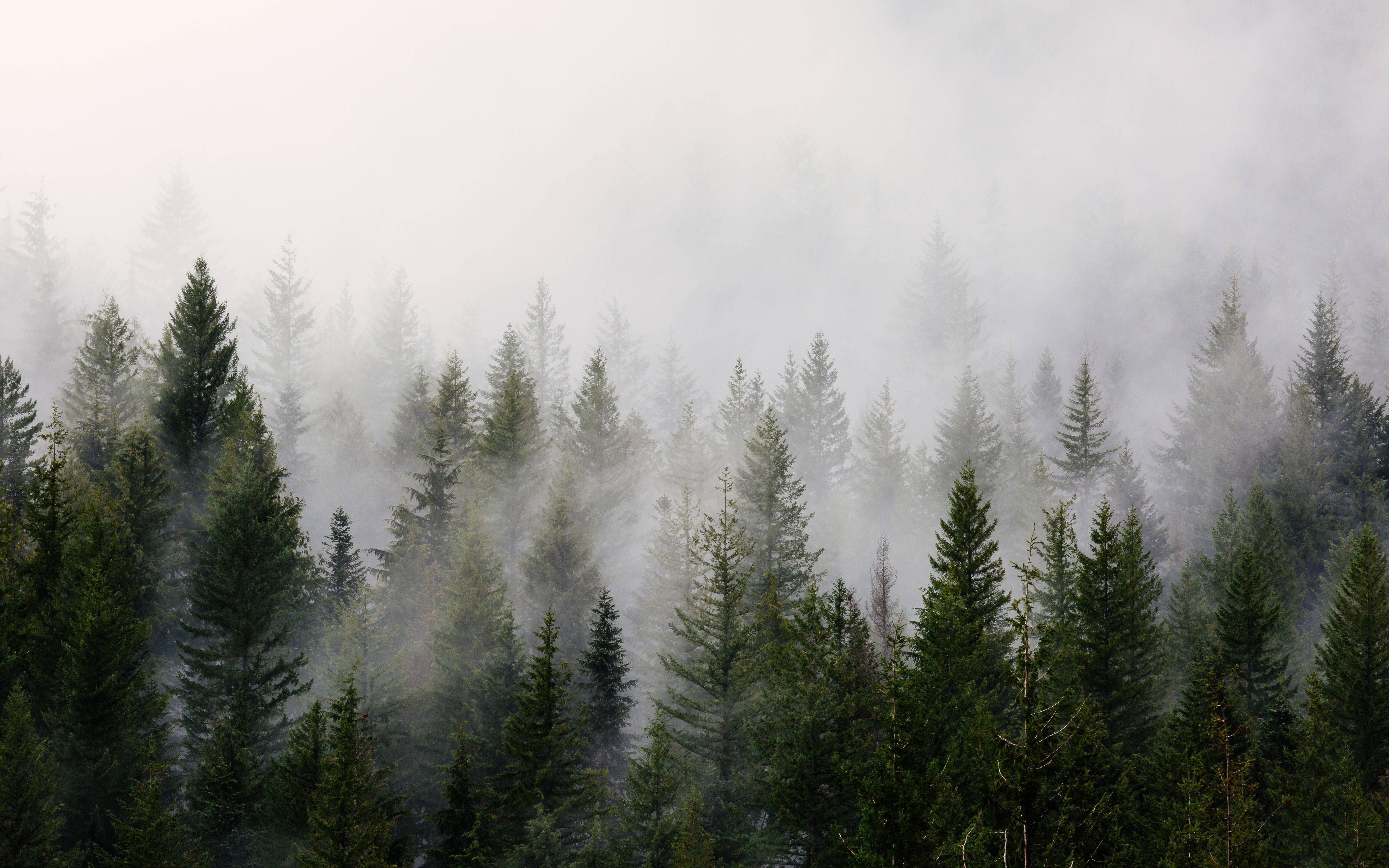 Kold skov baggrund Wallpapers