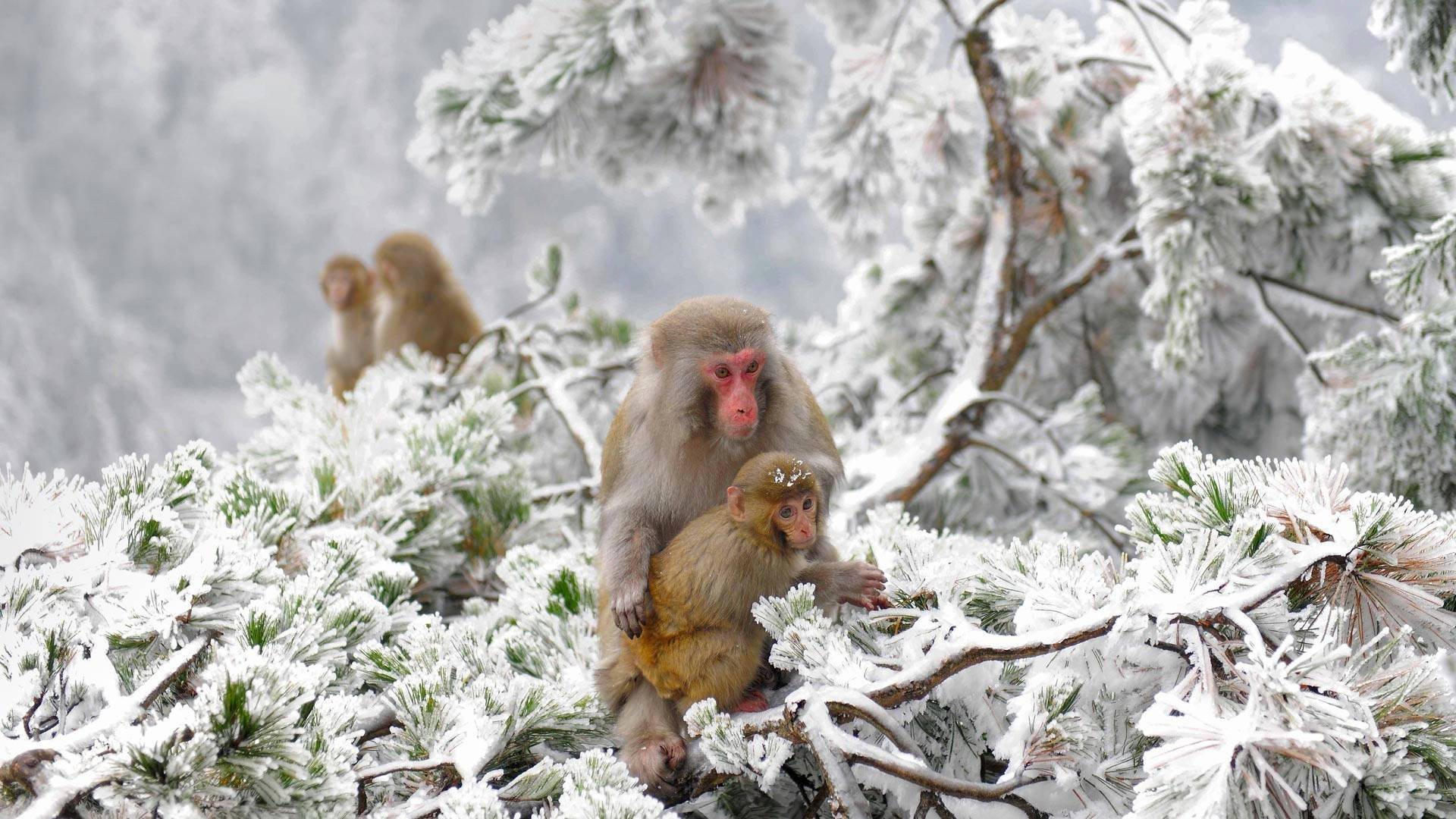 Kolde aber i Japan vinter Wallpapers