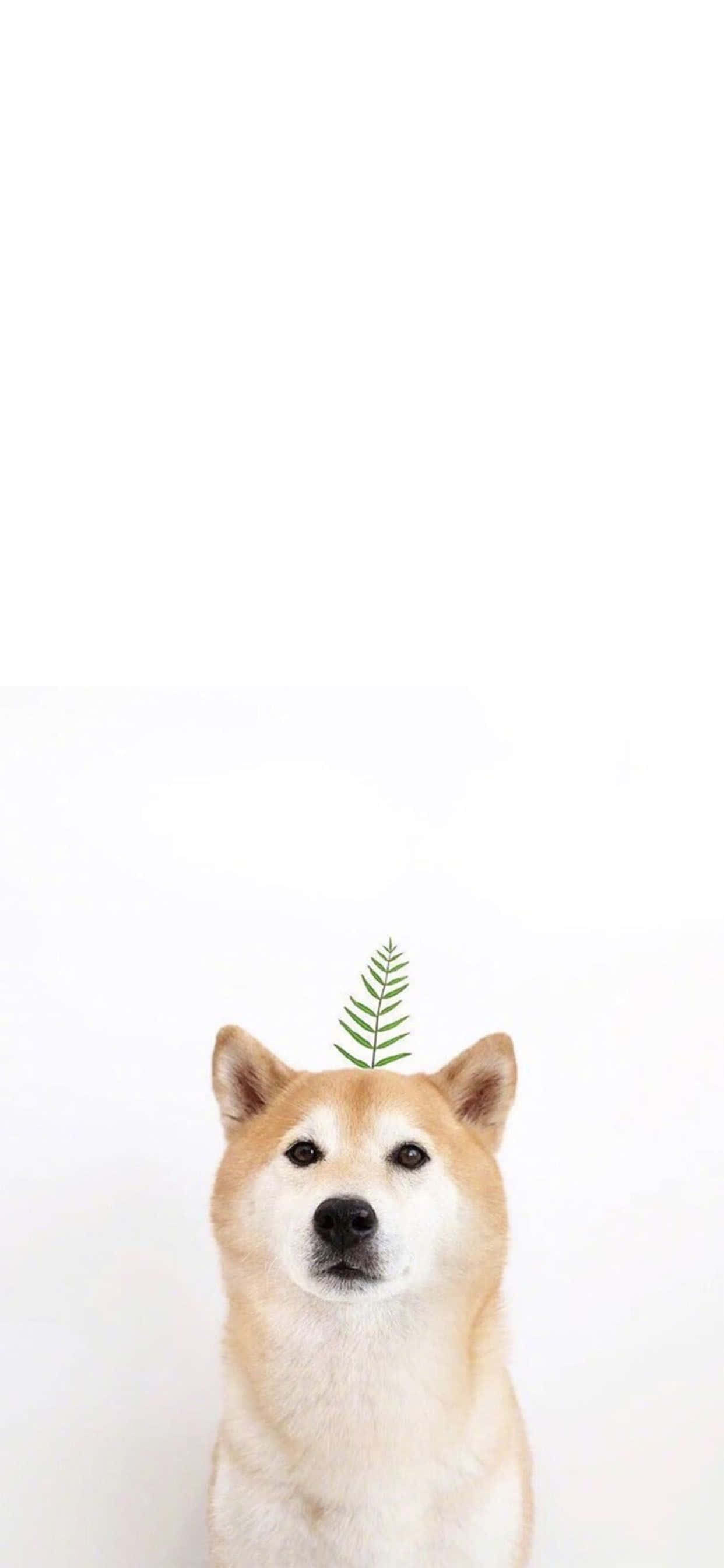Kom tæt på naturen med dette søde dyre-iPhone-baggrundsbillede Wallpapers