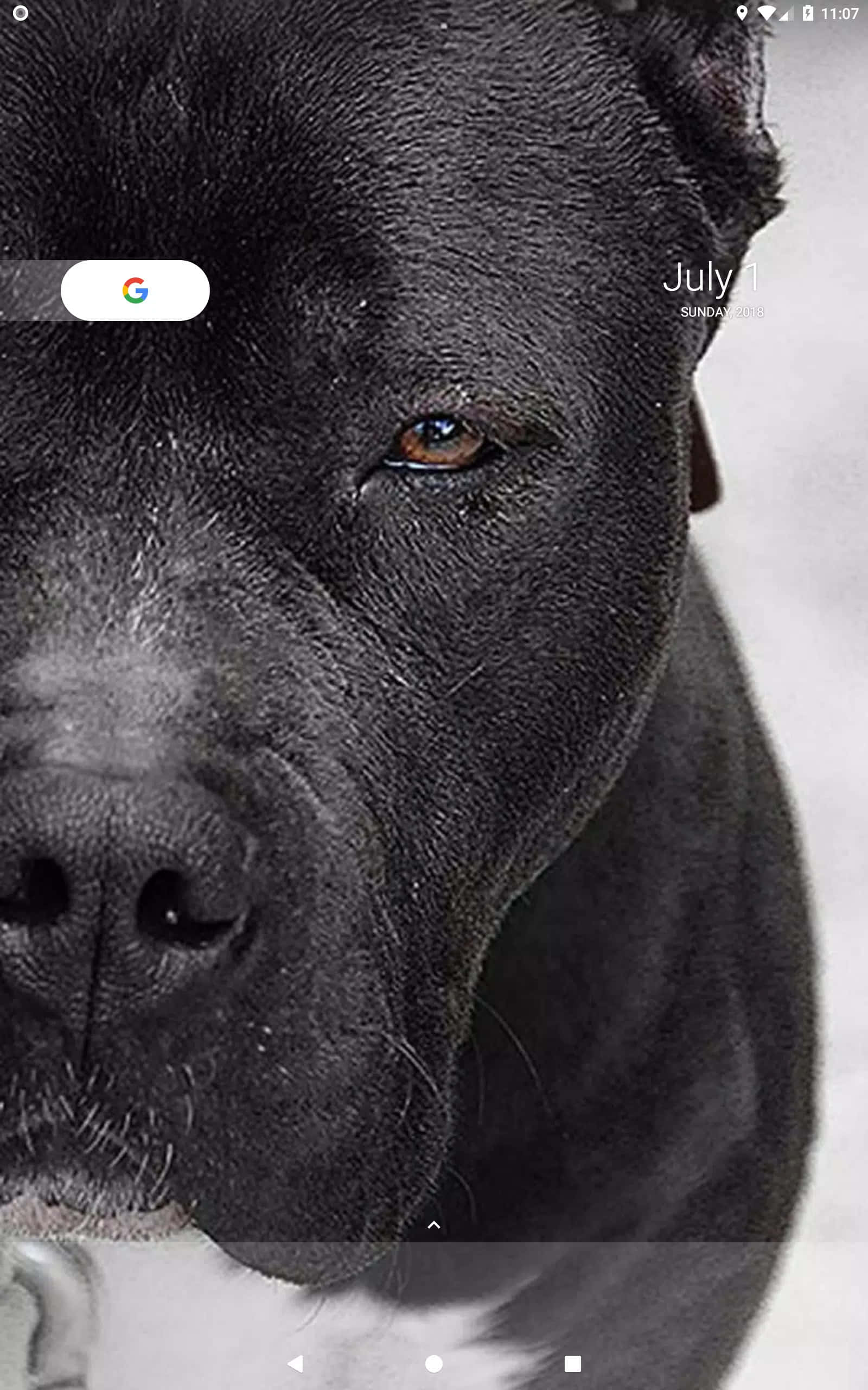 "Kraftfuld sort pitbull, der vogter sit hjem." Wallpapers