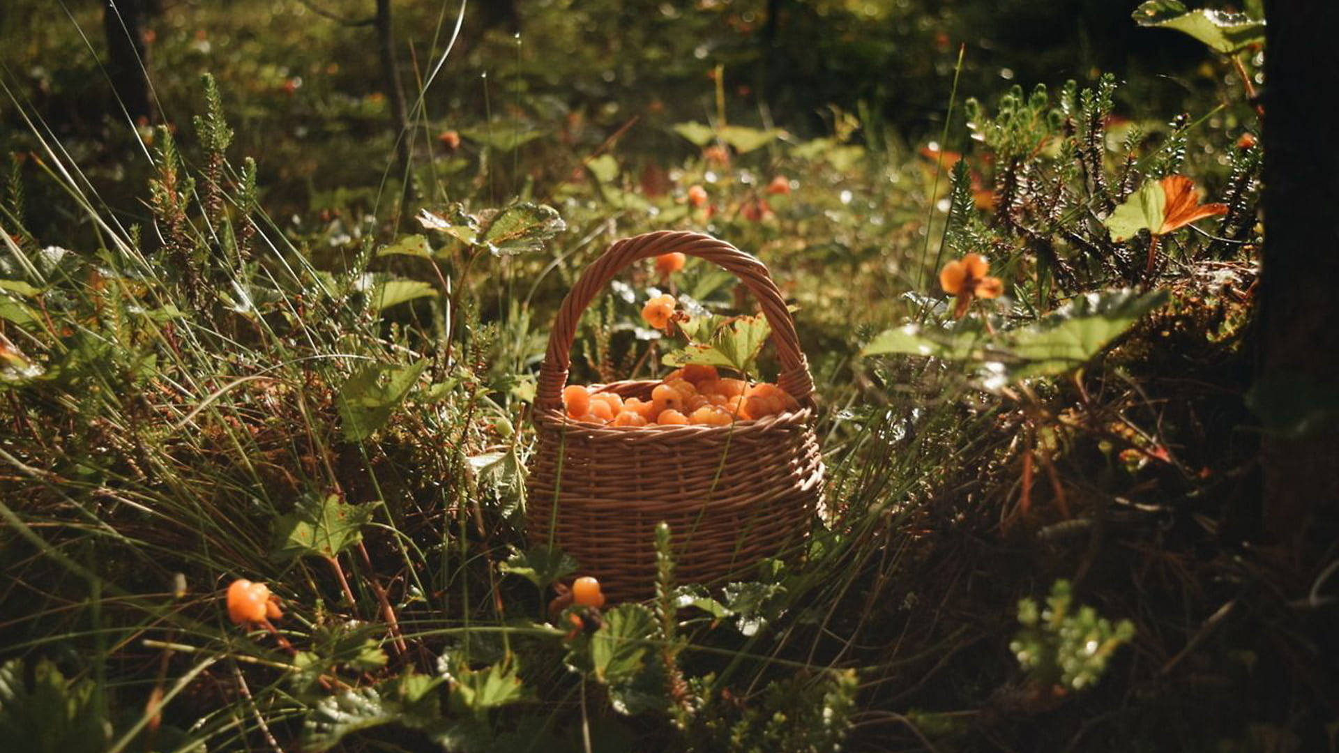 Kurv med frugter Cottagecore skrivebord Wallpapers