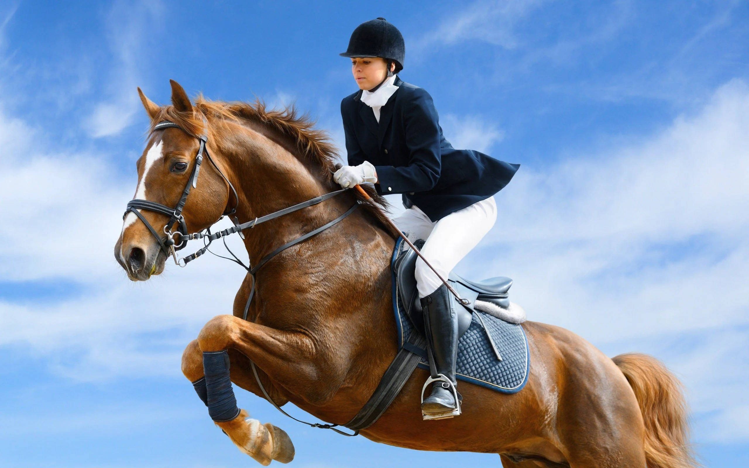 Kvindelig rytter springer med hest Wallpapers