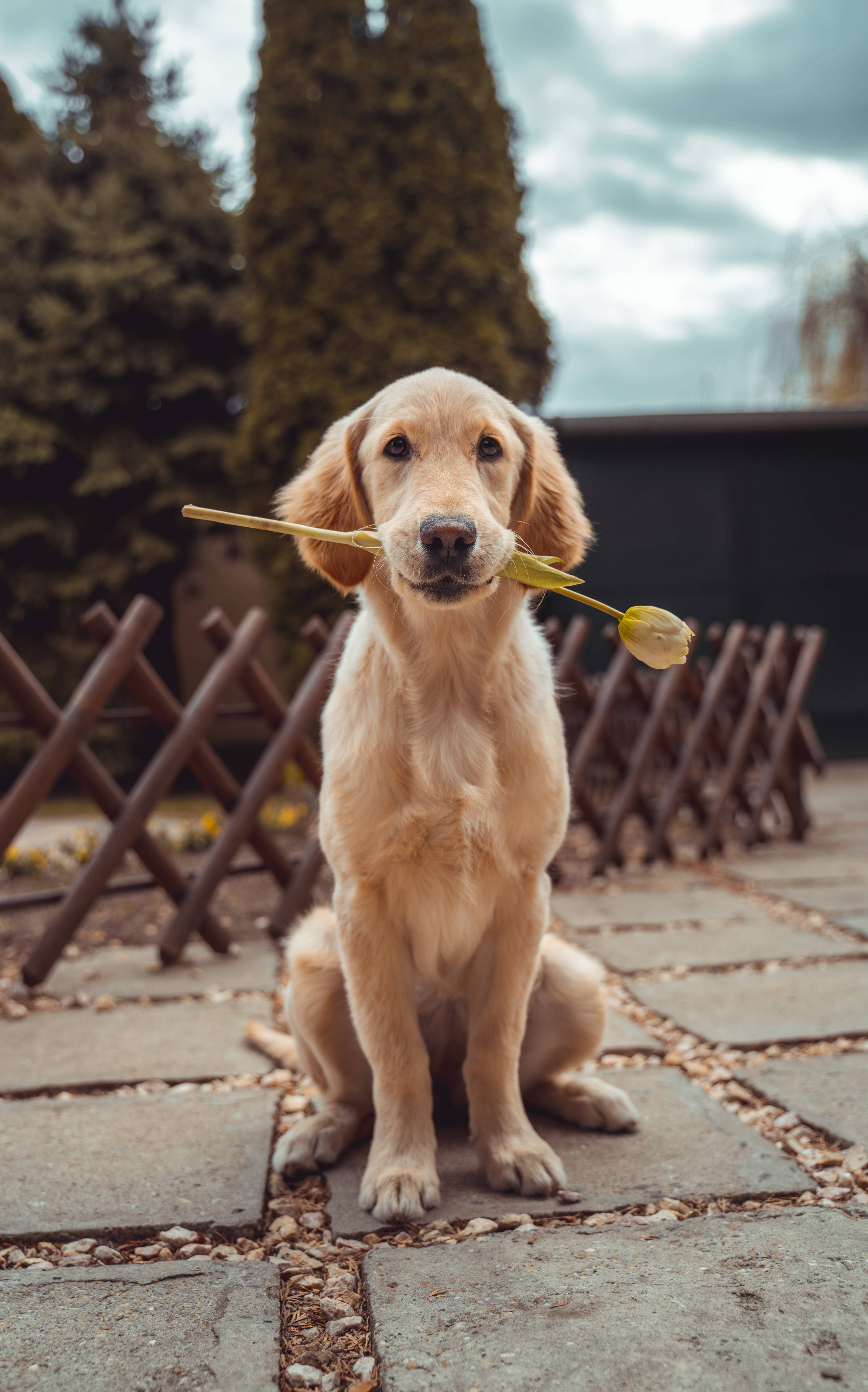 Labrador Retriever Billede Wallpapers