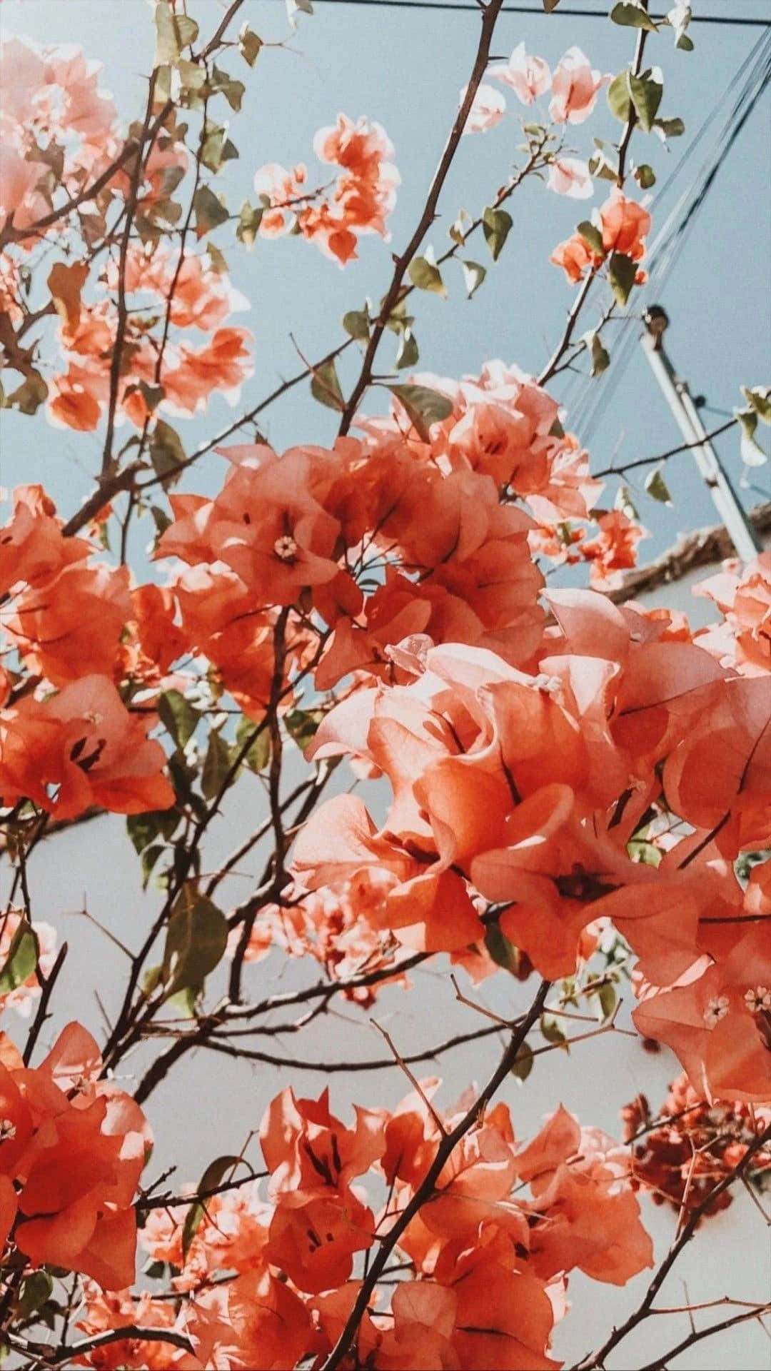 “Lad den smukke, livlige æstetiske blomst lyse din dag op!” Wallpapers