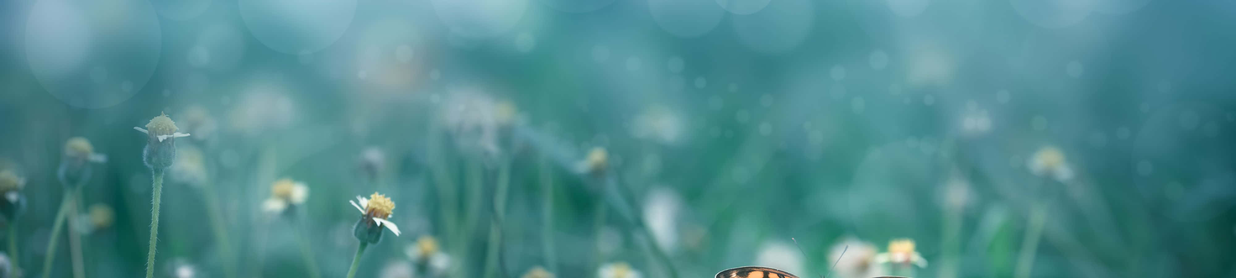 Lad dig inspirere af naturen Wallpapers