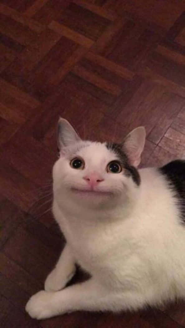 Lad din humor sætte et smil på dit ansigt! Wallpapers