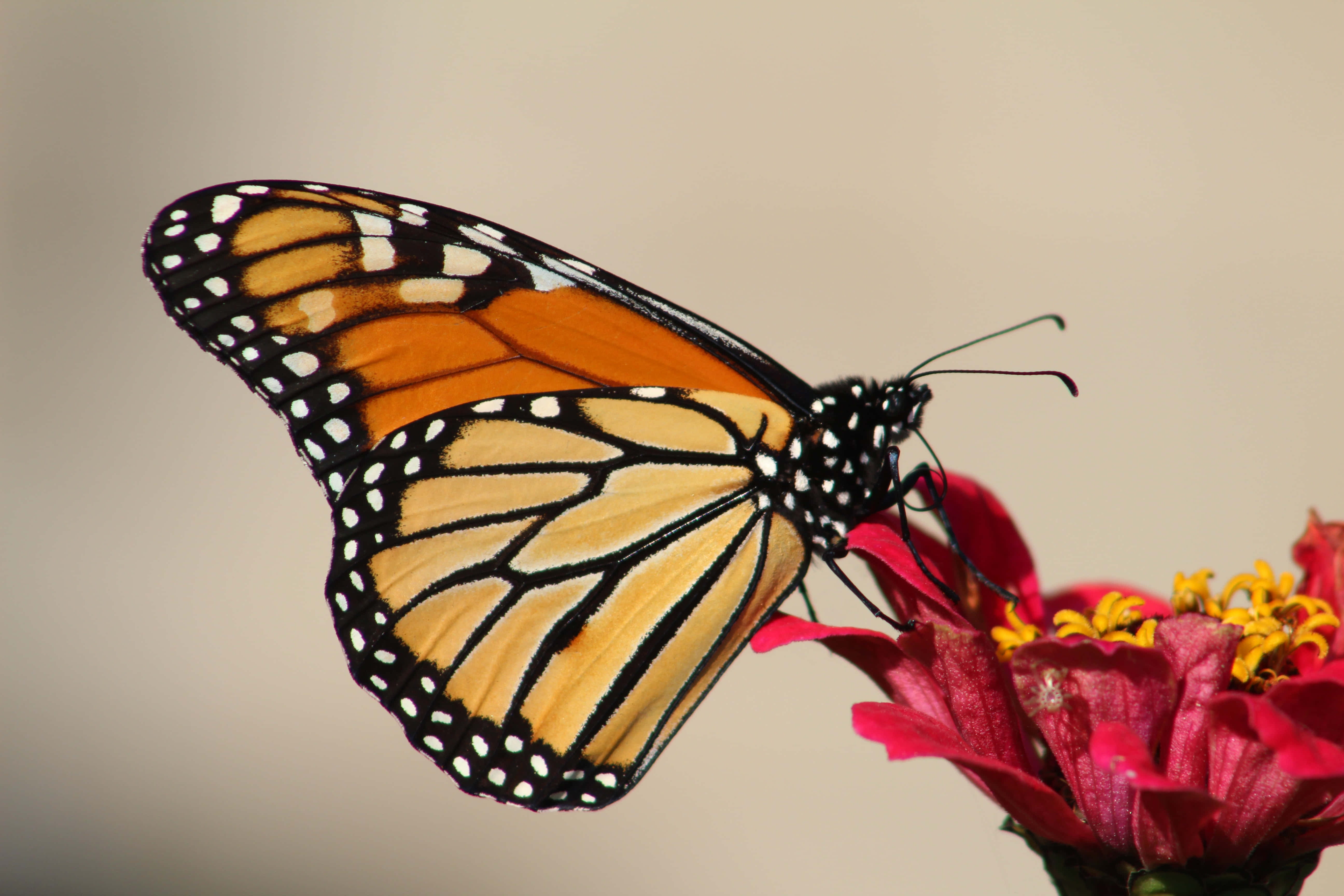 Lad dine vinger brede sig ud og flyv. Wallpapers