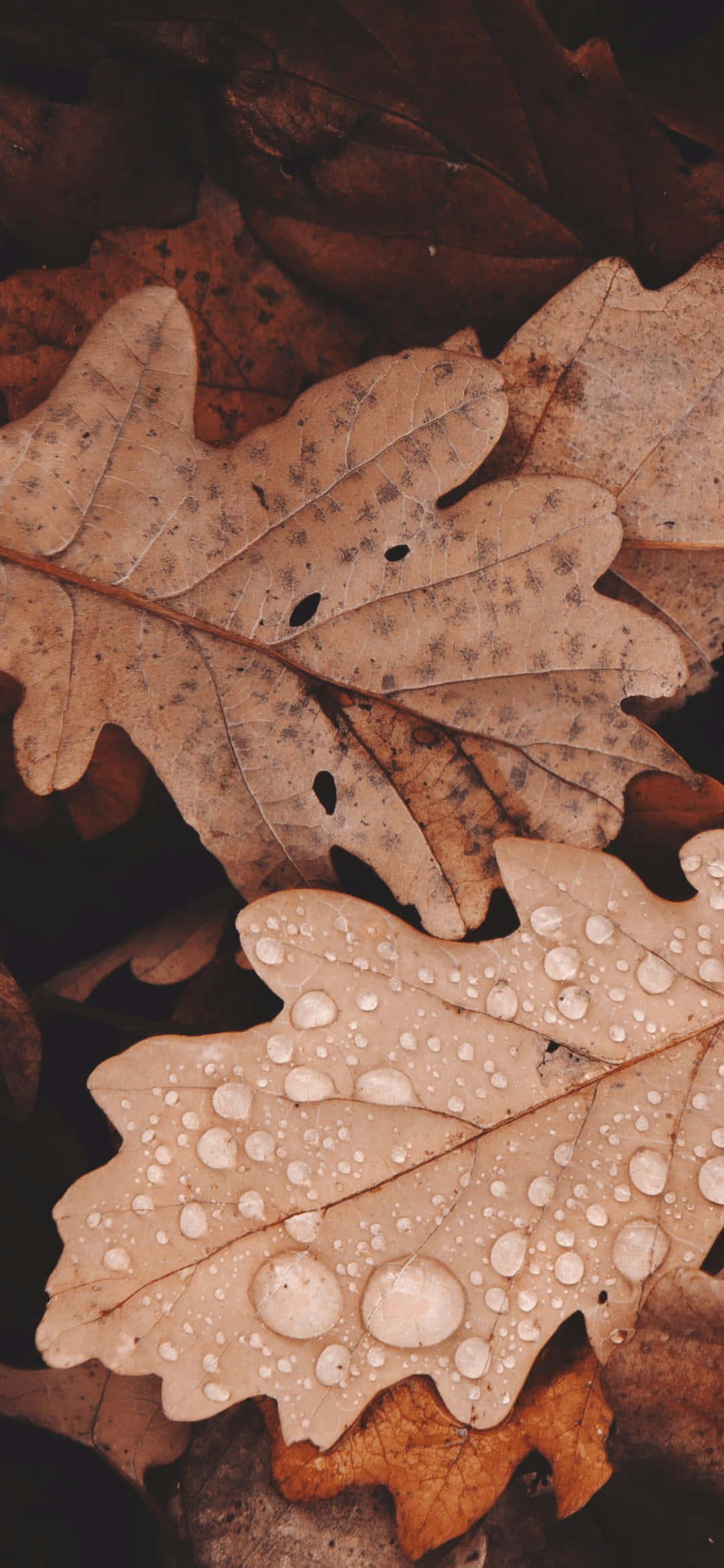 Lad dit udtryk være så unikt som en brun æstetik Wallpapers