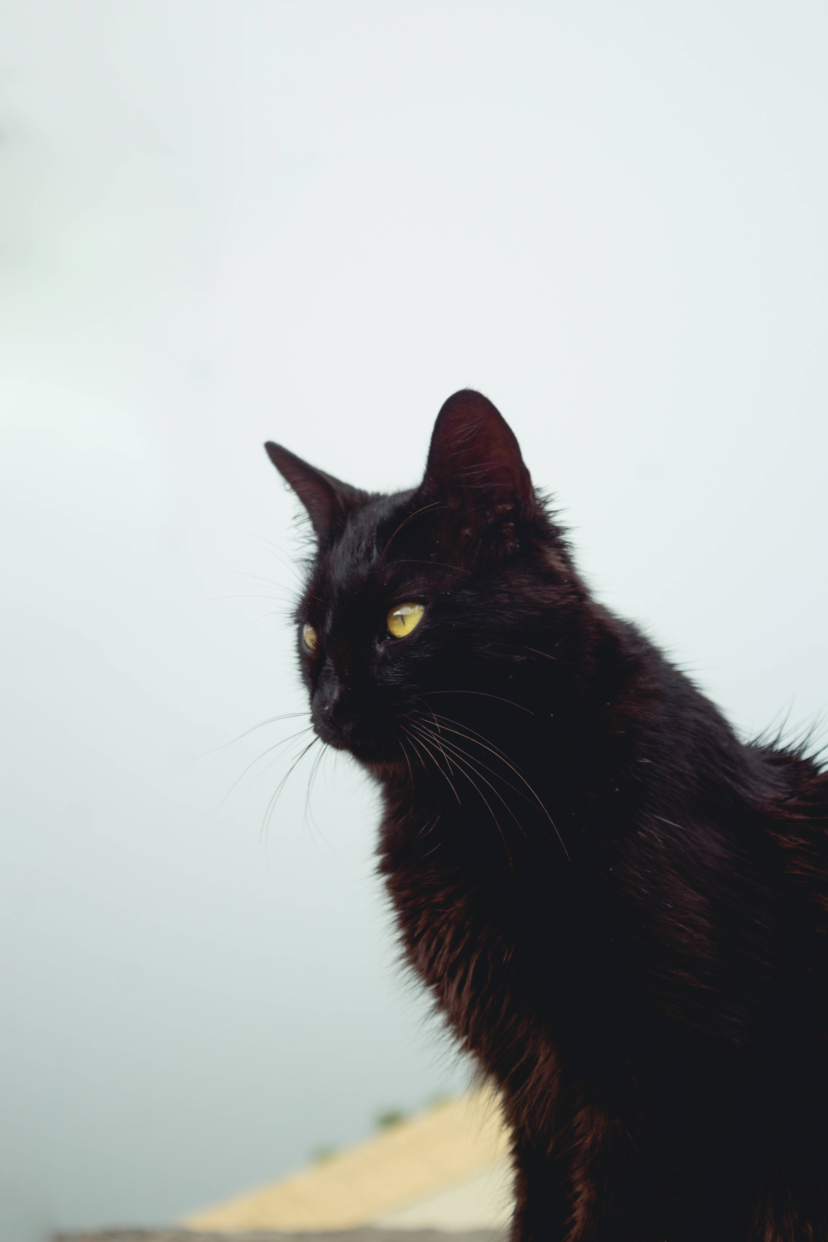Langhåret sort kat Wallpapers