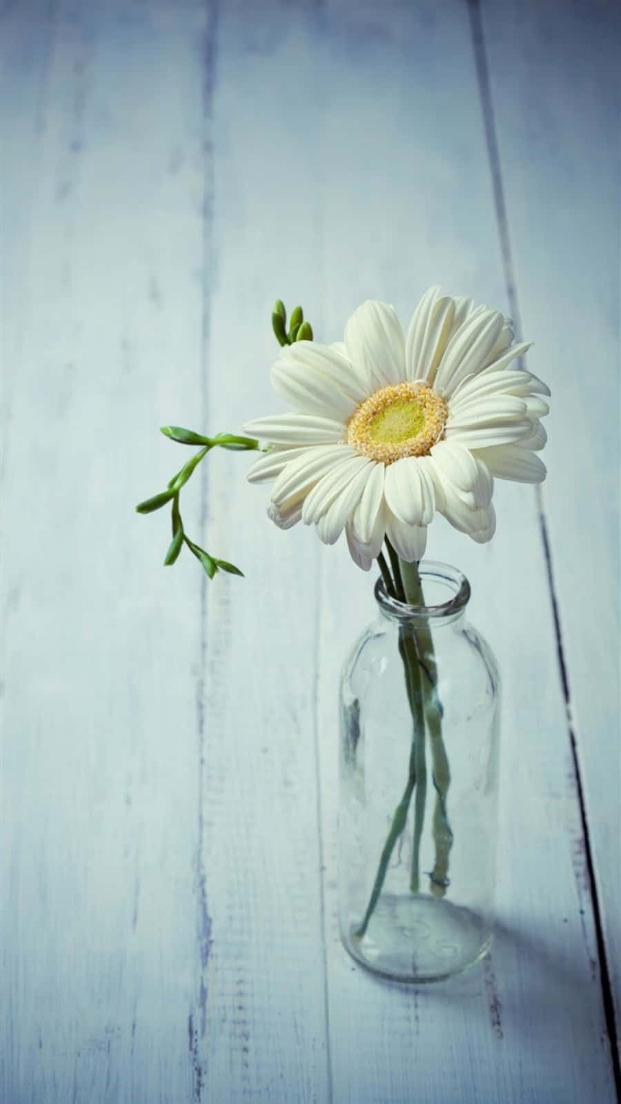Lås din telefon op til en verden af farverig visuel æstetik Wallpapers