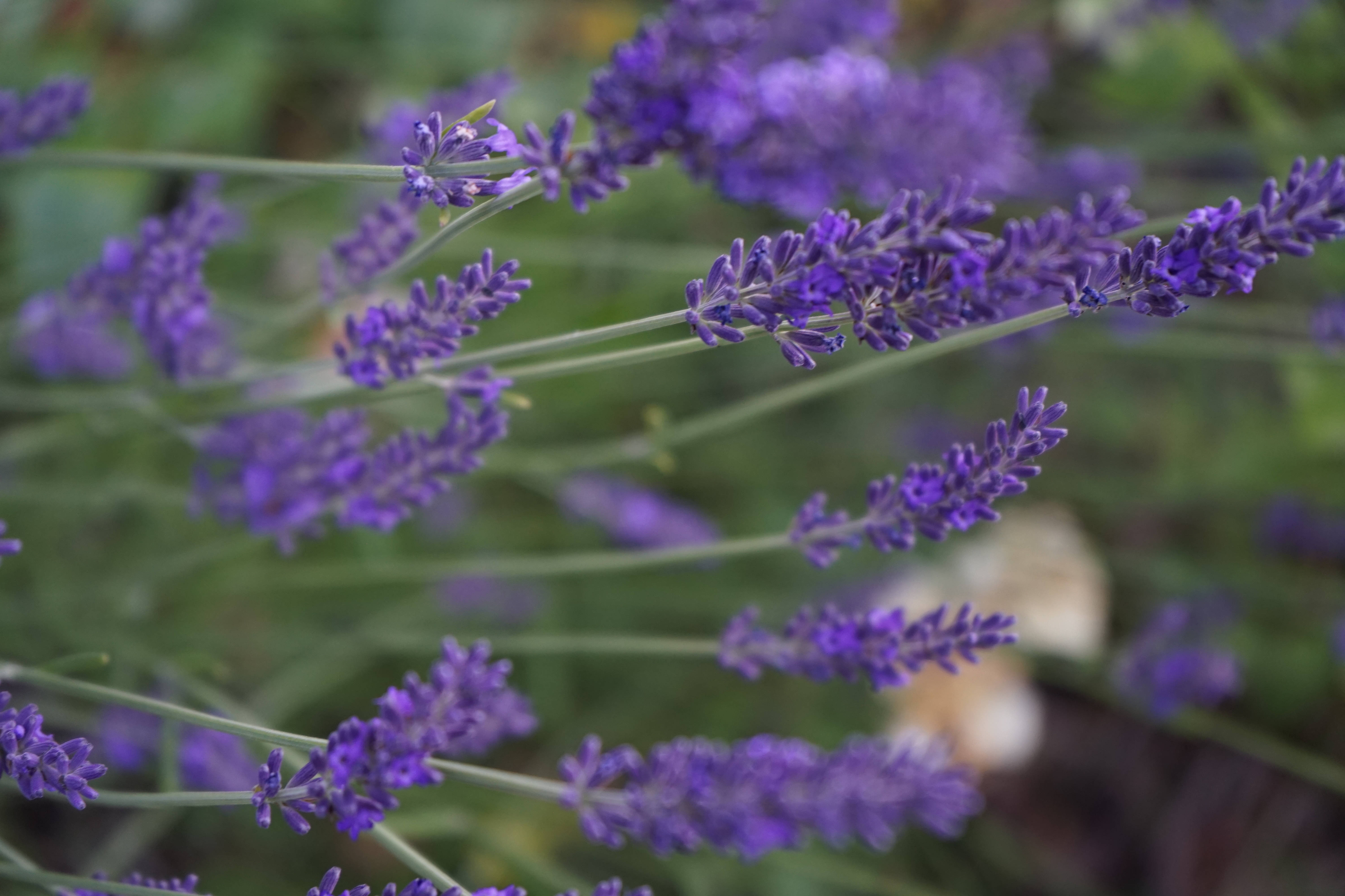 Lavendel æstetisk nærbillede af blomster Wallpapers