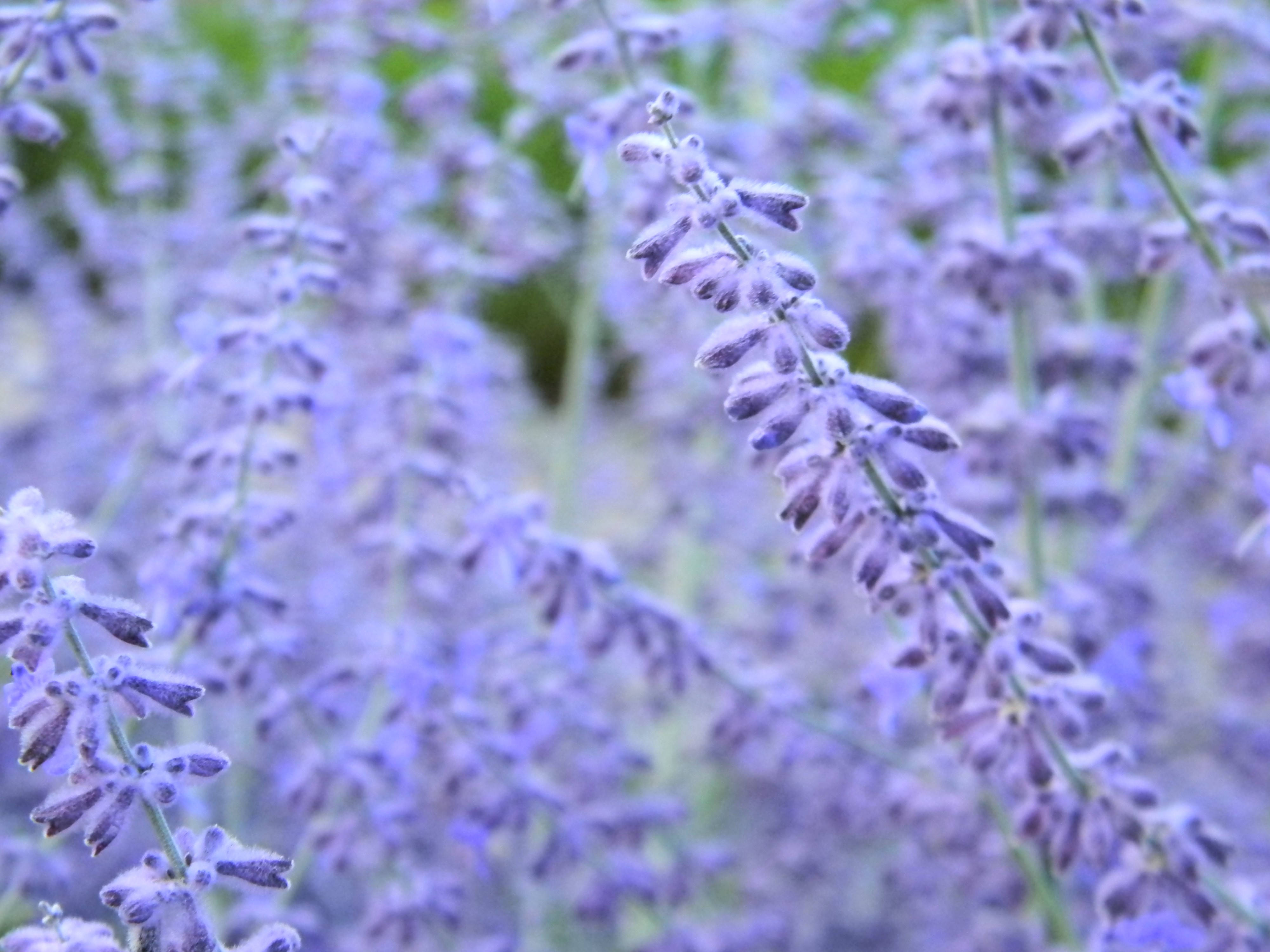 Lavendel æstetiske blomsterknopper i blomst Wallpapers