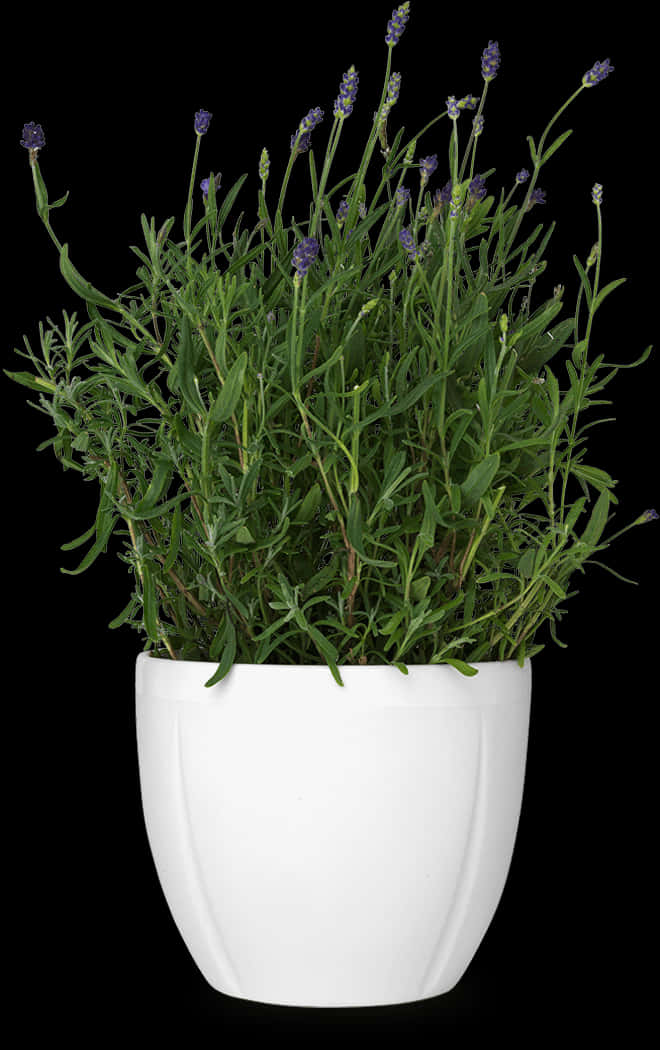 Lavendel i hvid potte på sort baggrund Wallpapers