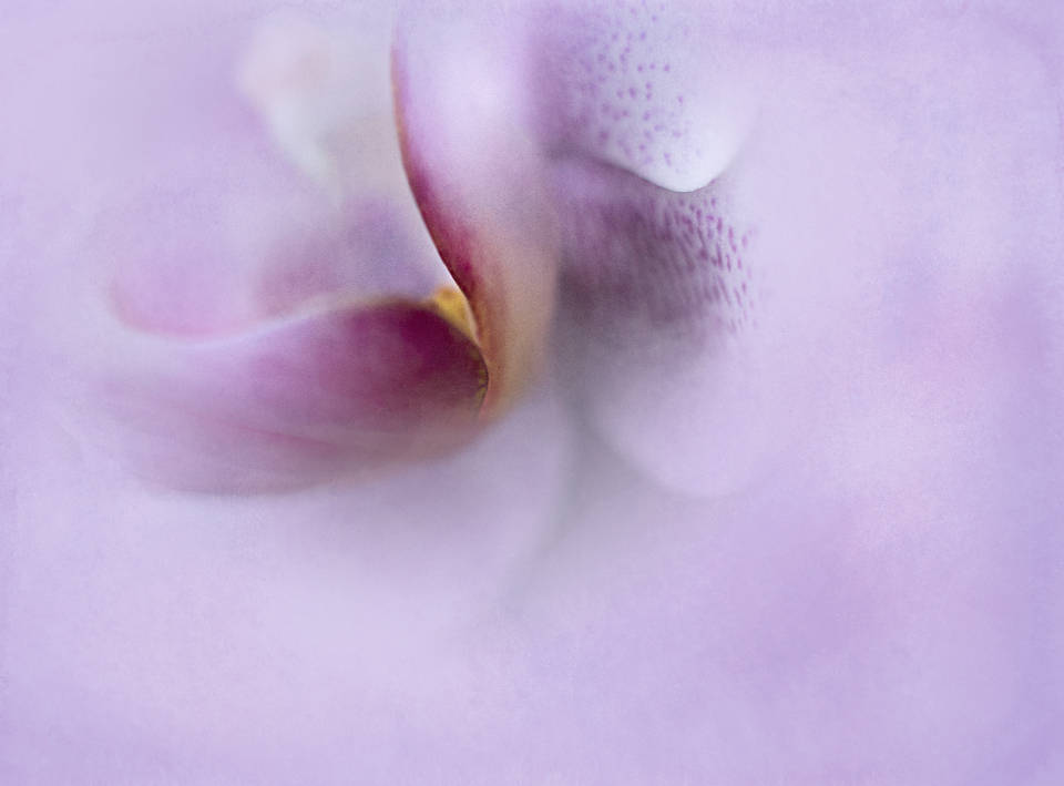 Lavendel æstetisk abstrakt blomst Wallpapers