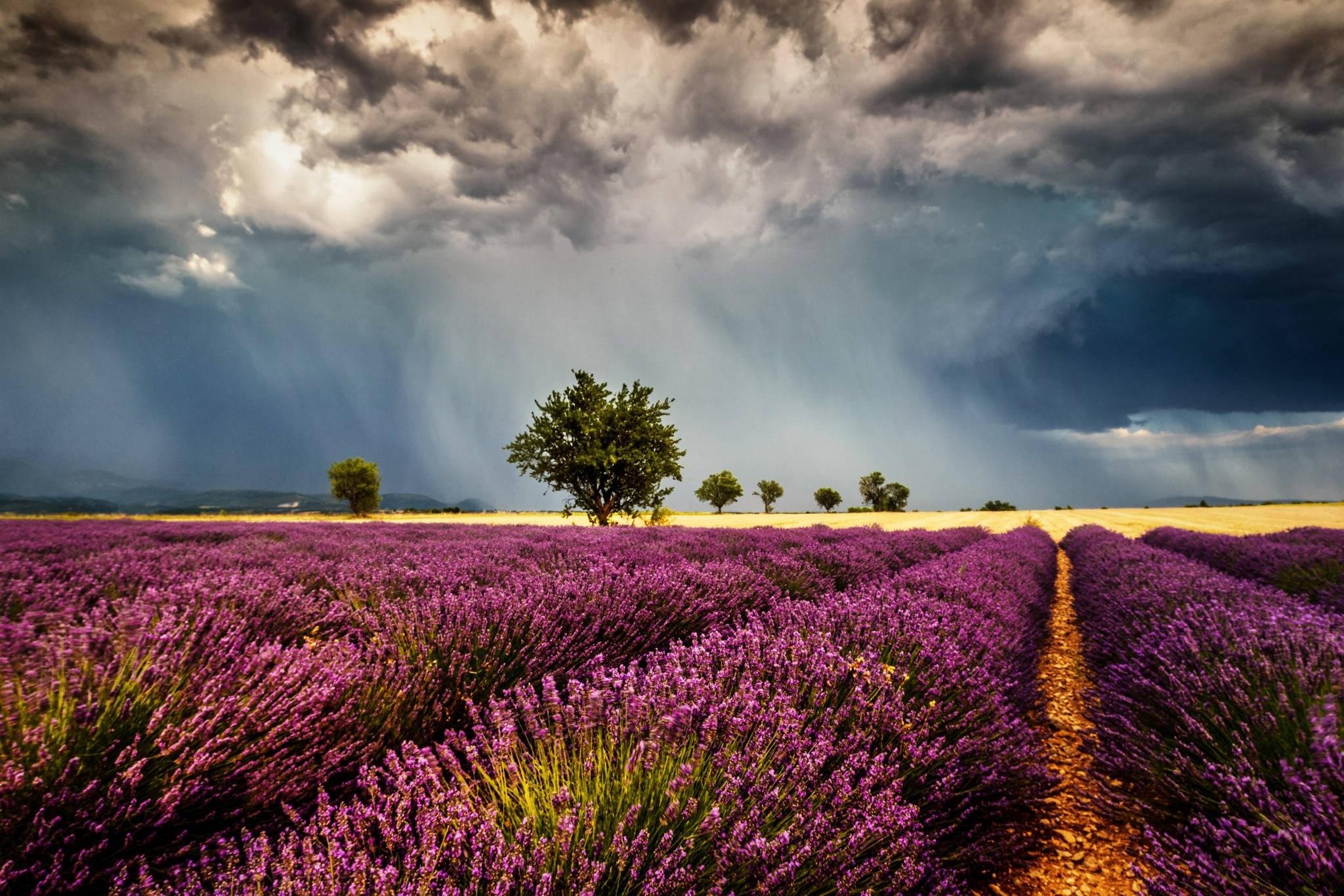 Lavendel æstetisk mark og regnskyer Wallpapers