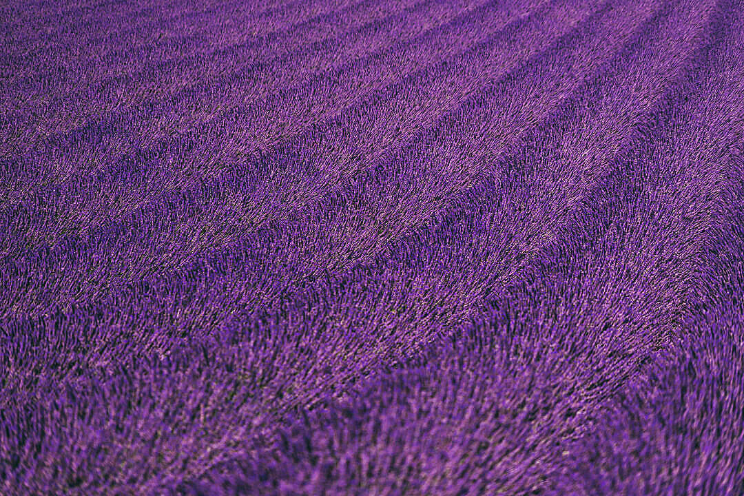 Lavendel æstetisk pænt blomsterfelt Wallpapers