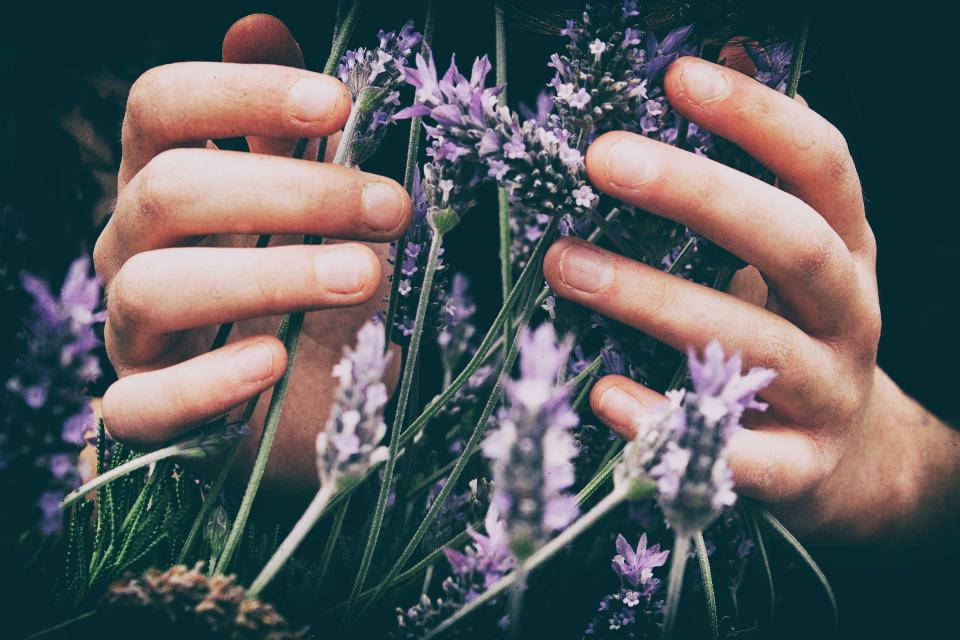 Lavendel æstetiske blomster Wallpapers