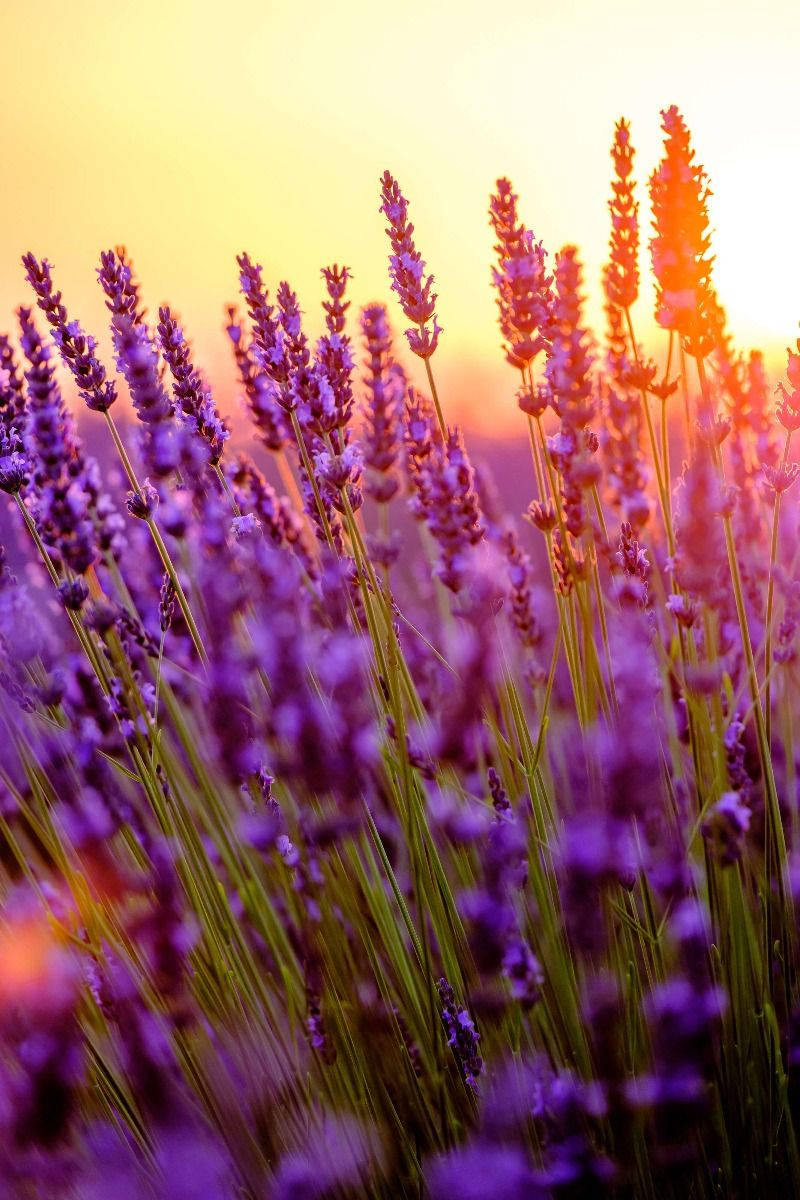 Lavendel æstetiske blomsterknopper og sollys Wallpapers